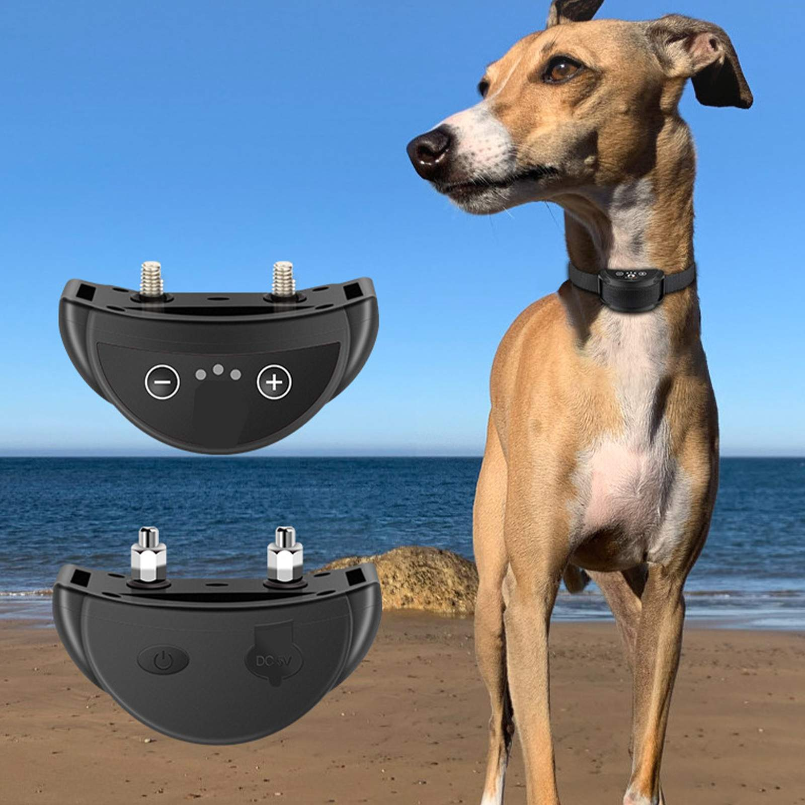 Ein Hund mit Trainingshalsband steht am Strand. Zwei Trainingsgeräte sind im Bild. Der Himmel ist blau und das Meer ist dahinter.
