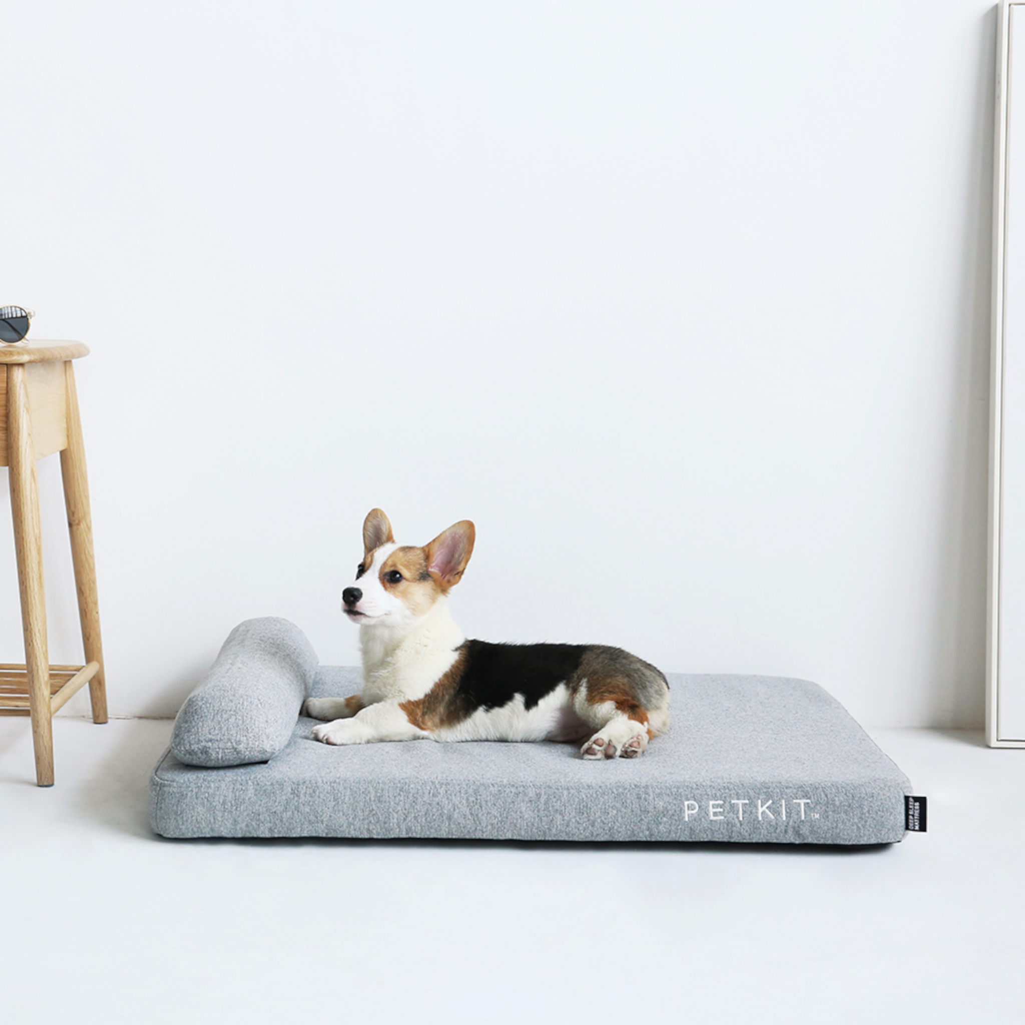 Ein Corgi-Hund liegt auf einem grauen Haustierbett. Links ist ein Holzstuhl. Der Hintergrund ist weiß.
