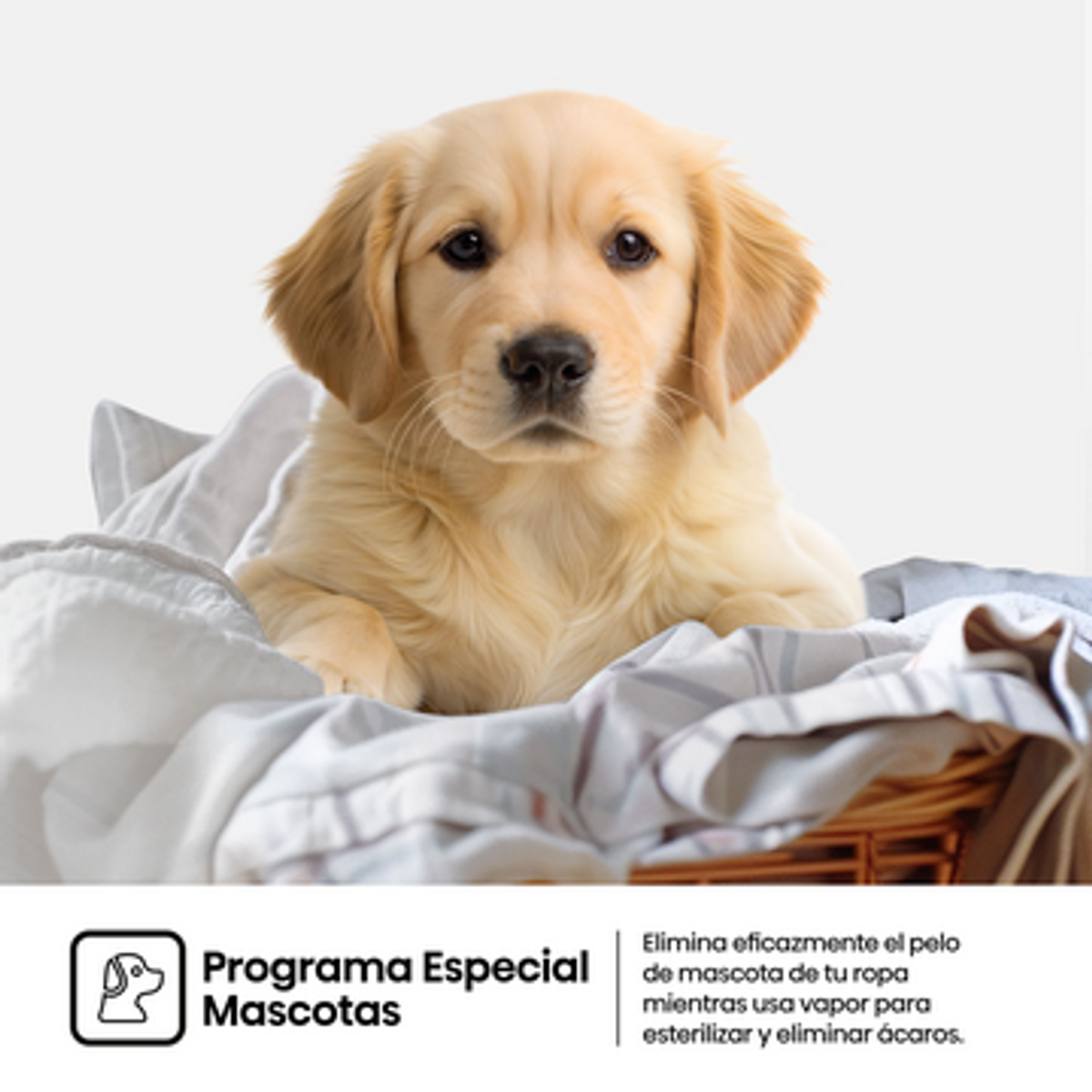 Szczeniak golden retrievera spoczywa w koszu na pranie. Tekst poniżej brzmi 'Specjalny program dla zwierząt' i opisuje czyszczenie parą.