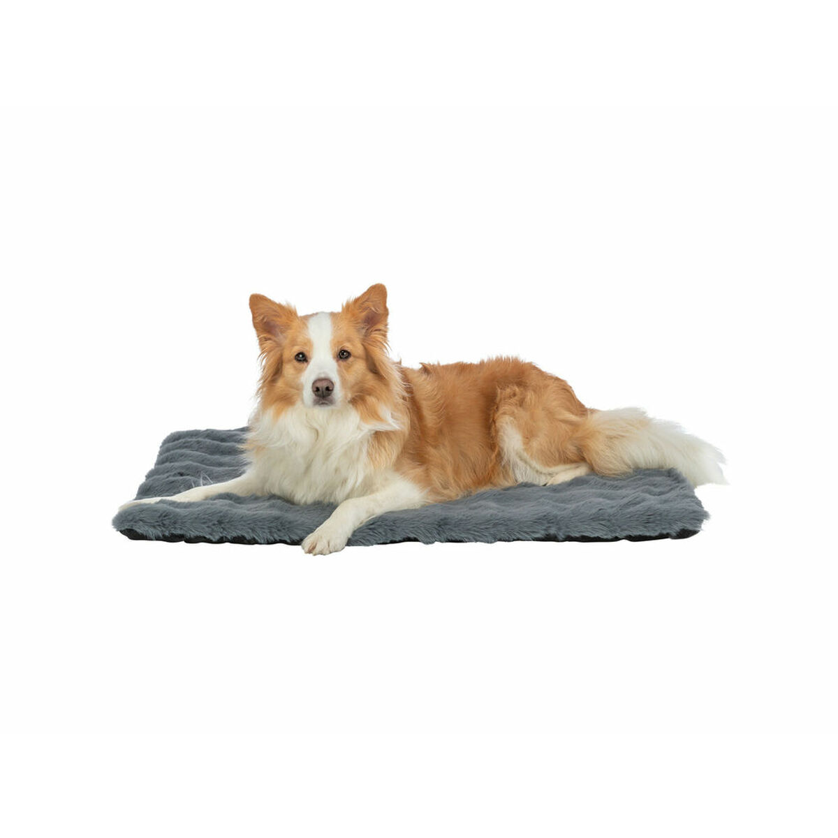 Ein Hund, hauptsächlich braun und weiß, liegt auf einem grauen, flauschigen Bett. Der Hund schaut in die Kamera. Der Hintergrund ist weiß.