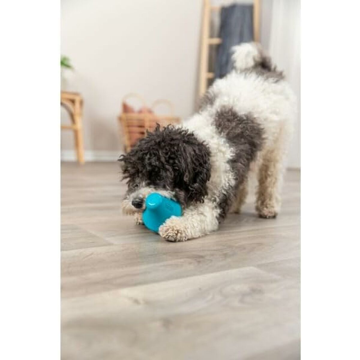 Un cane con pelo bianco e nero gioca con un giocattolo blu su un pavimento in legno. Un cesto e una scala sono sullo sfondo.