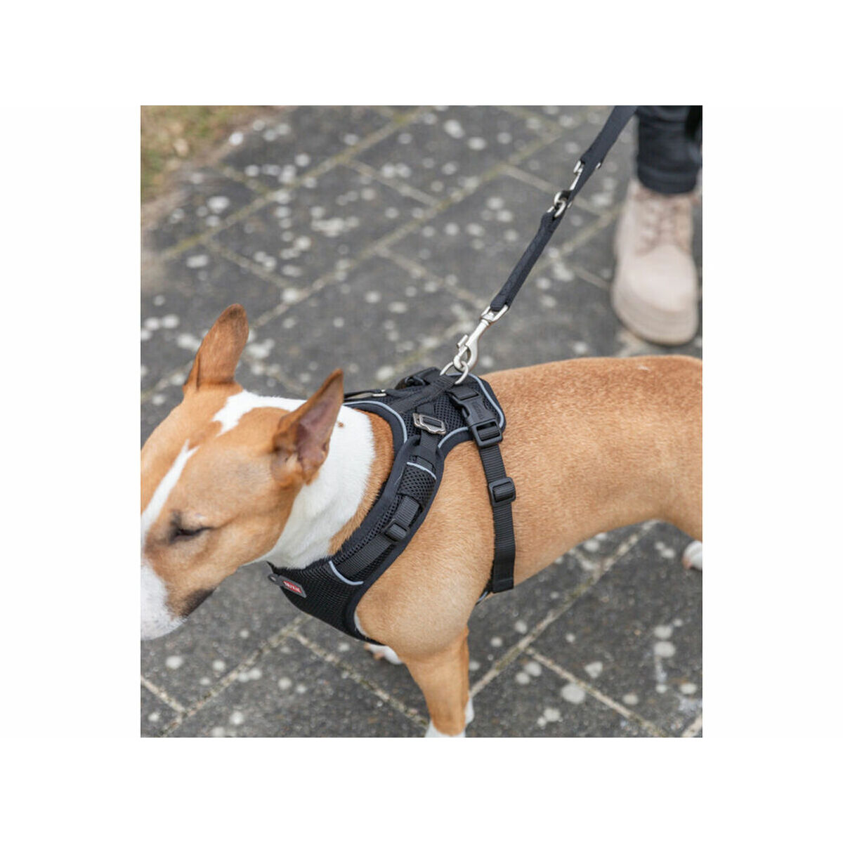 Un perro marrón y blanco con arnés y correa negros. En el fondo, las piernas y los zapatos de una persona.