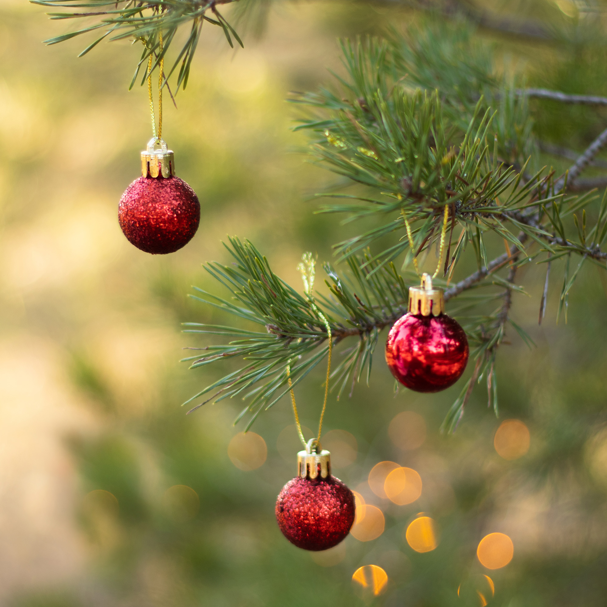 Tres adornos navideños rojos con purpurina colgando de una rama de pino, con fondo borroso.