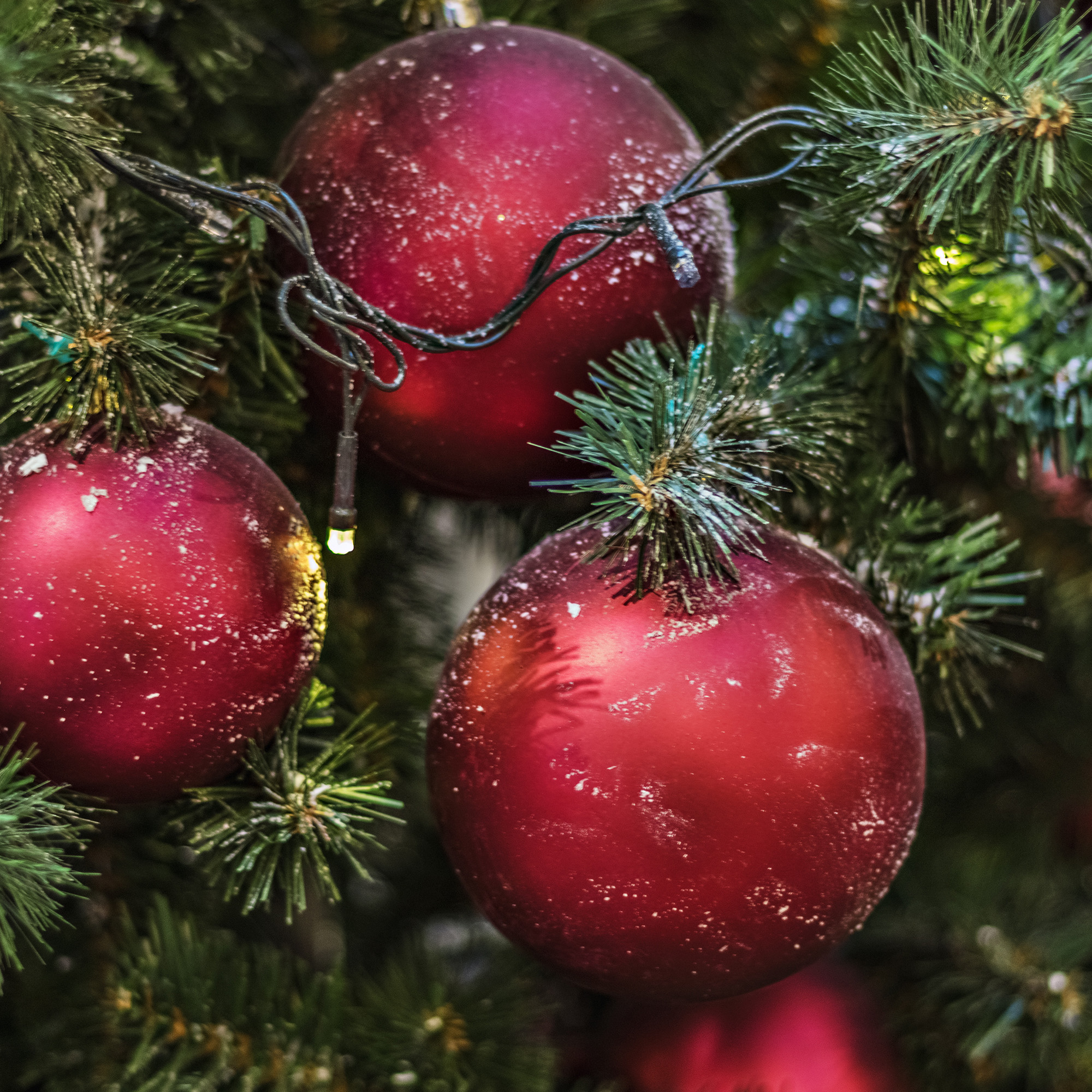 Primer plano de un árbol de Navidad con tres adornos rojos escarchados. Agujas verdes rodean los adornos, con luces.