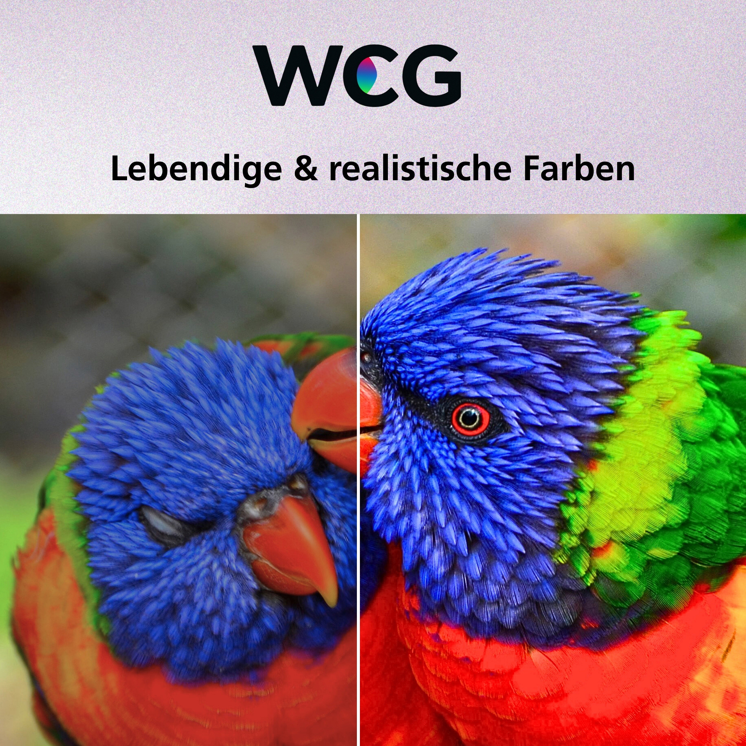 Das Bild zeigt zwei bunte Papageien mit blauen, grünen und roten Federn. Der Text oben lautet WCG und 'Lebendige & realistische Farben'.