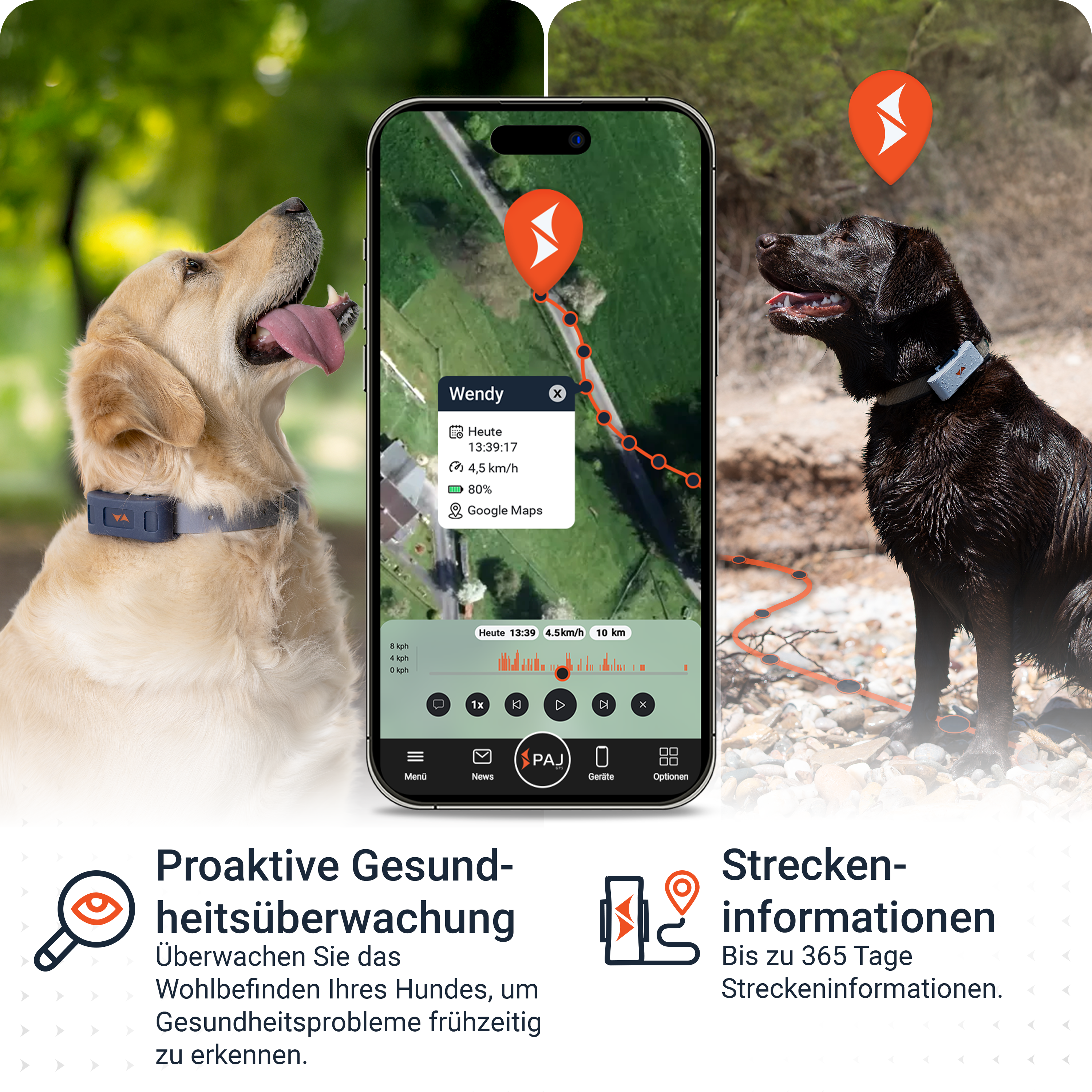 Ein Golden Retriever und ein schwarzer Labrador mit Ortungshalsbändern. Ein Telefon zeigt Standort und Aktivität.