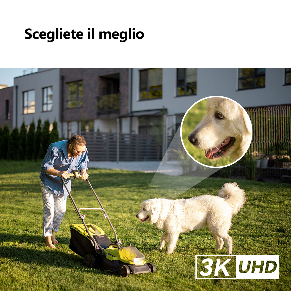 Mężczyzna kosi trawnik z psem w pobliżu. Dom w tle. Pies patrzy na mężczyznę. Zbliżenie na twarz psa w kole.