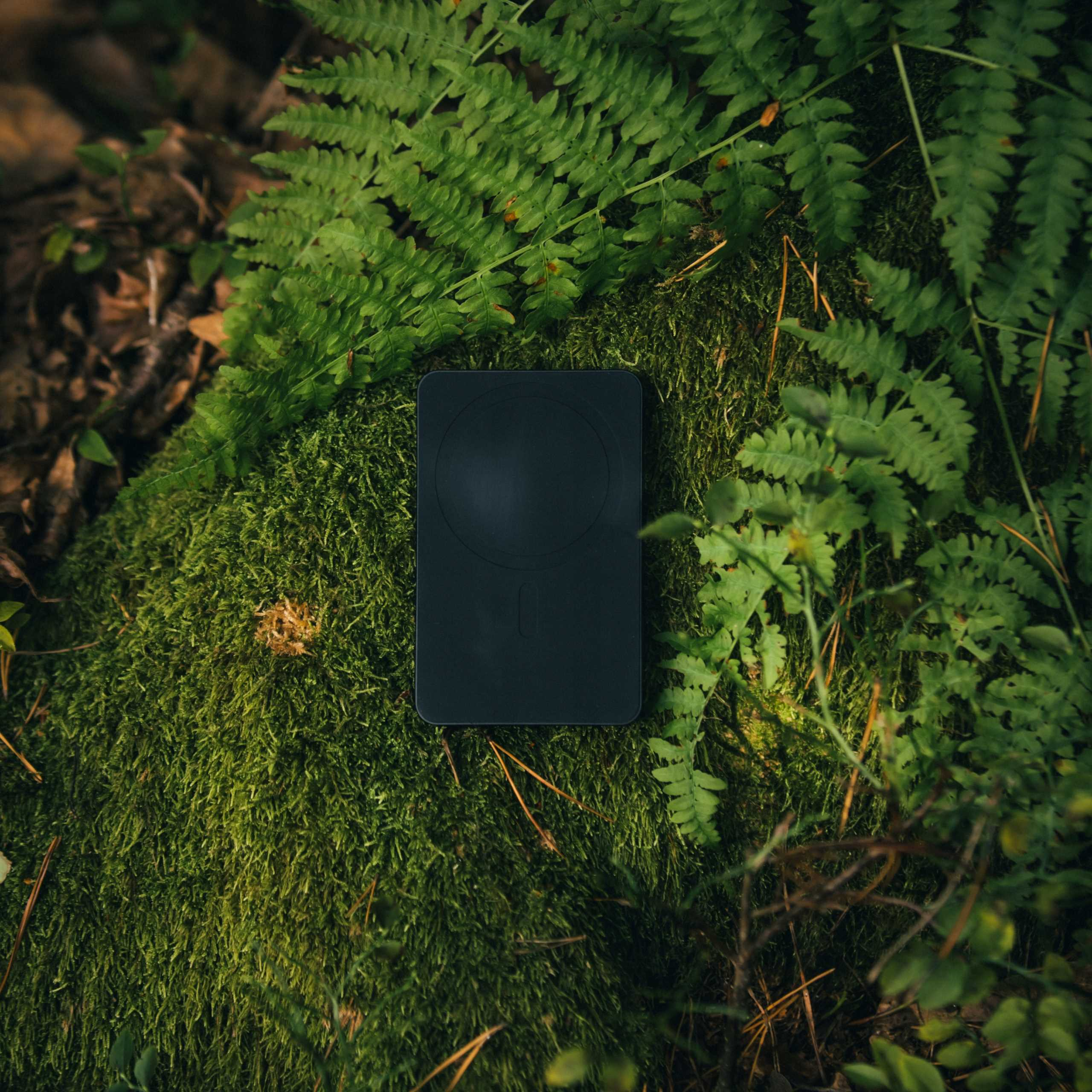 Czarny prostokąt spoczywa na zielonym mchu i paprociach. Otaczają go zielone liście i brązowa leśna gleba.