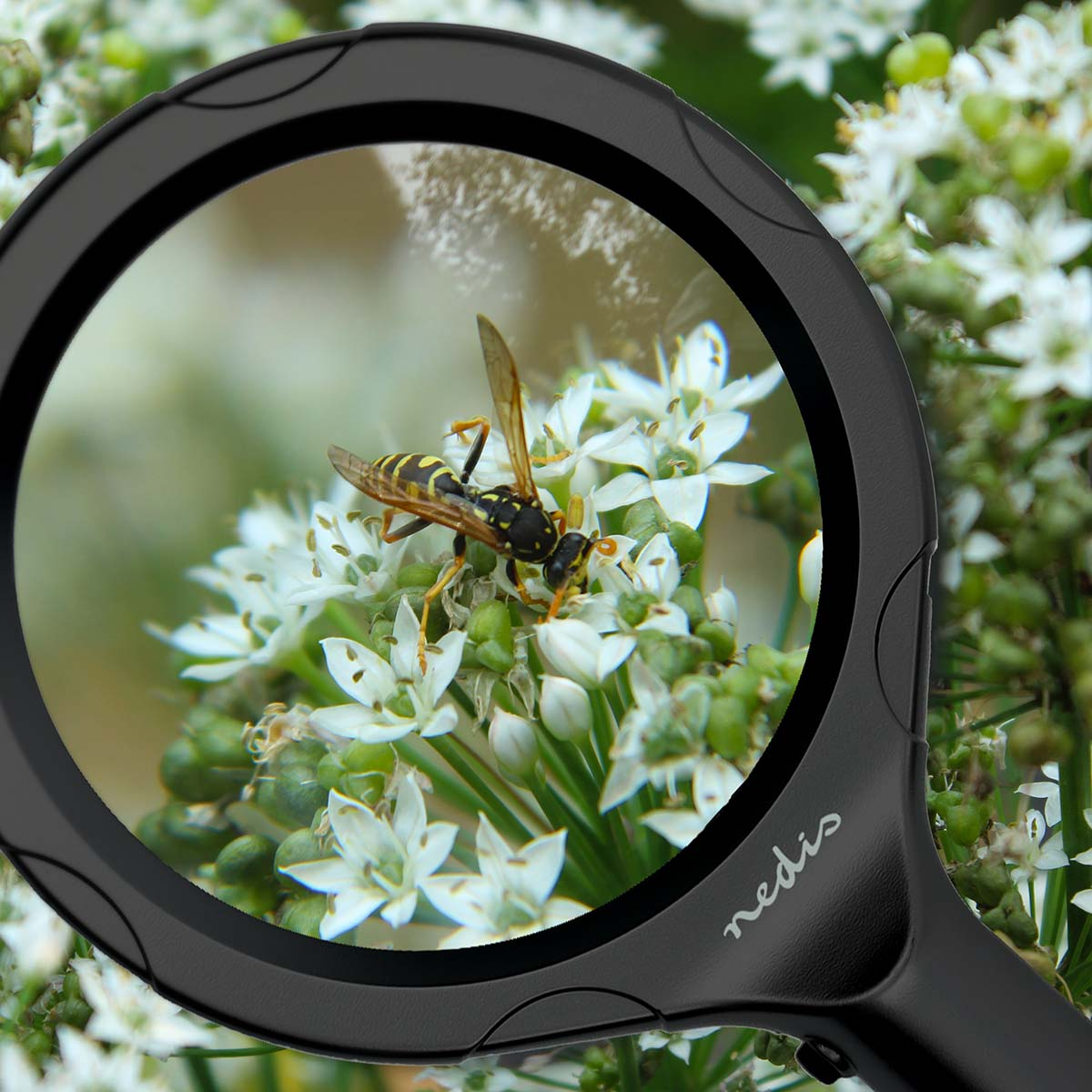 Een wesp op witte bloemen, bekeken door een vergrootglas. De wesp heeft zwart-gele strepen. Het vergrootglas heeft een zwart handvat.