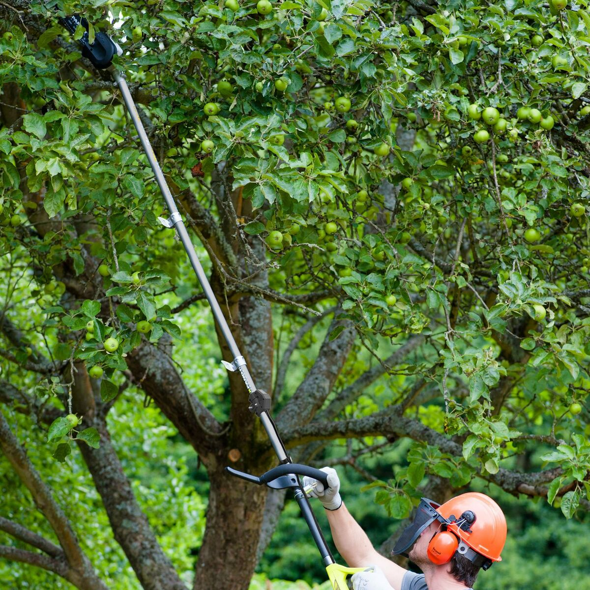 Una persona con elmetto e protezione per le orecchie sta potando un albero con una motosega a palo. Ci sono mele verdi sull'albero.