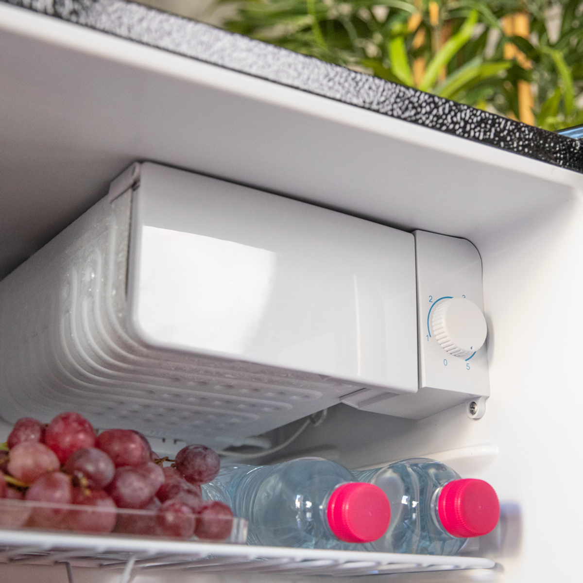 All'interno di un mini frigo: uva, bottiglie d'acqua con tappi rossi e un controllo della temperatura. Fogliame verde visibile sullo sfondo.