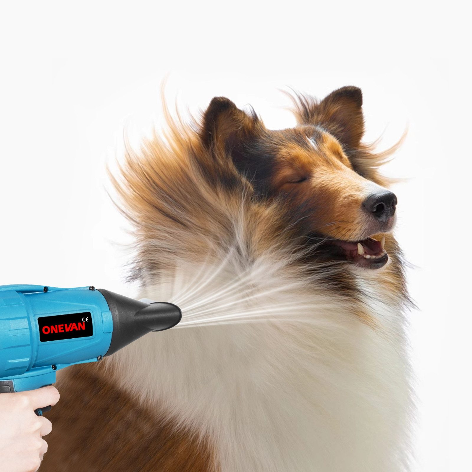 Ein Hund wird mit einem blauen Haartrockner für Haustiere getrocknet. Das Fell des Hundes weht im Wind. Es ist braun, weiß und schwarz.