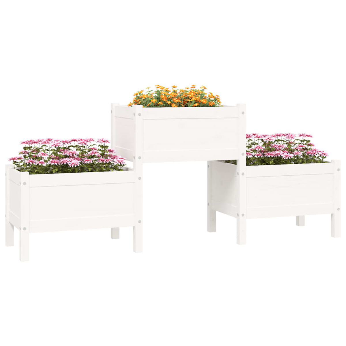 Drei weiße Holzpflanzgefäße mit Blumen. Rosa und orangefarbene Blüten sind in voller Blüte, in einem gestuften Design angeordnet.