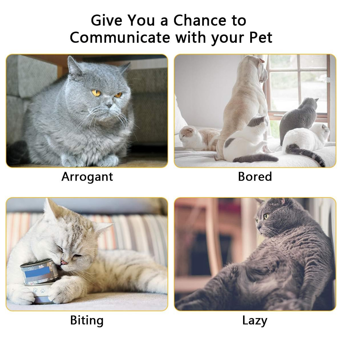 Das Bild zeigt vier Katzenfotos mit den Bezeichnungen: arrogant, gelangweilt, beißend und faul. Jede Katze hat eine andere Pose und einen anderen Ausdruck.