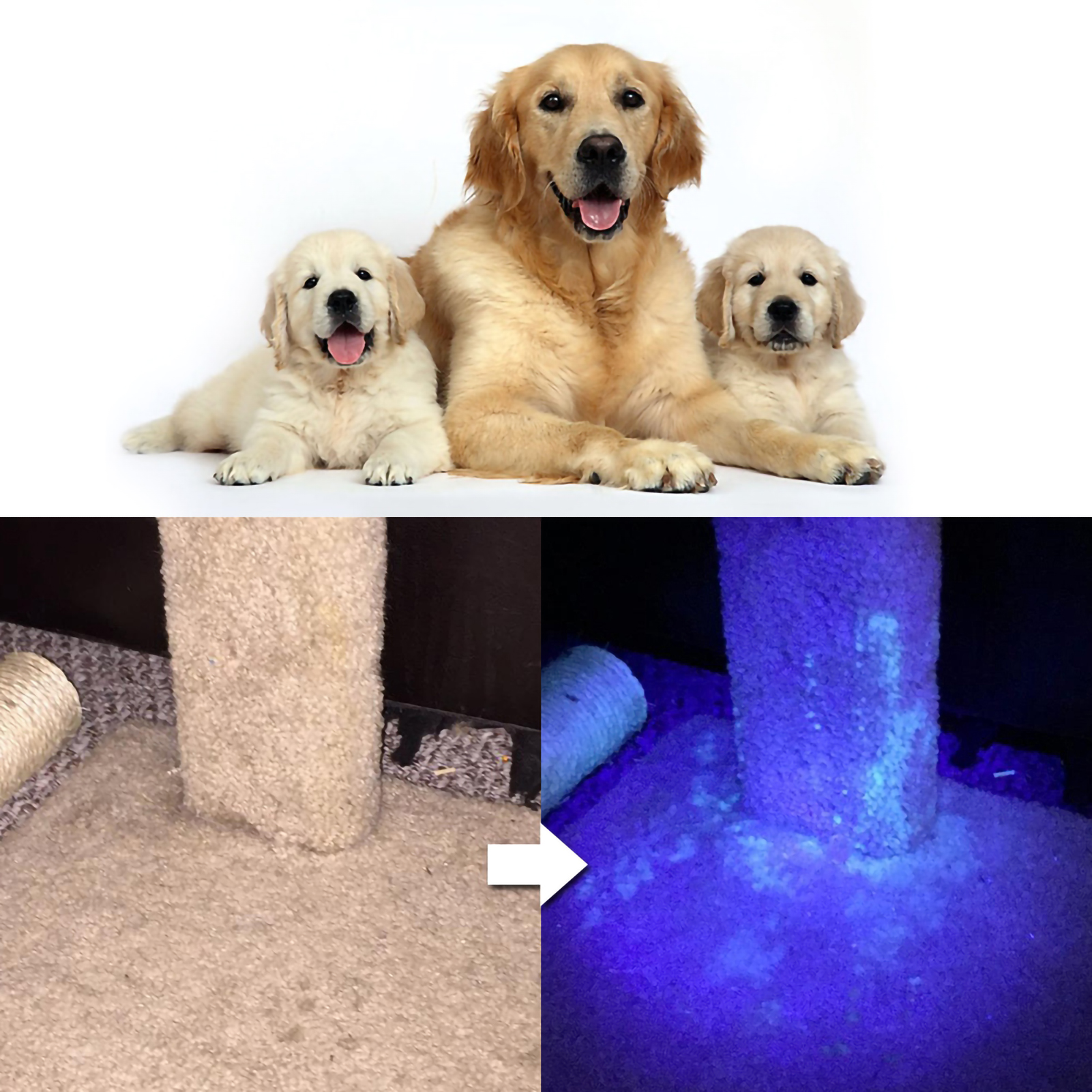 Golden Retriever mit zwei Welpen. Unten Teppich vor und nach der Reinigung mit UV-Licht.
