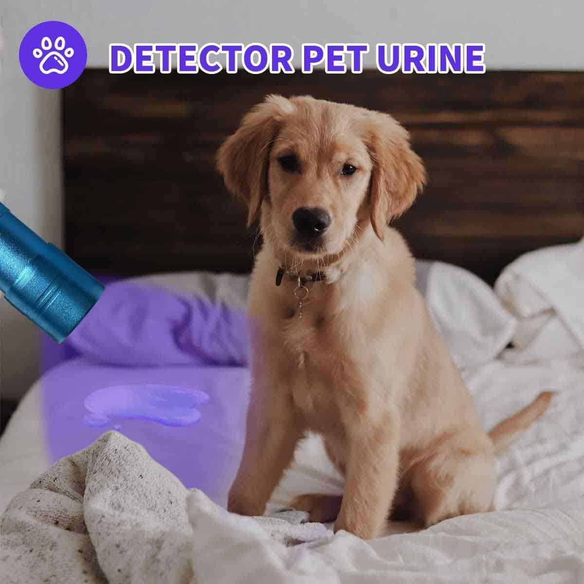 Ein Golden Retriever sitzt auf einem Bett. Ein blaues Licht zeigt Tierurin. Text: "Detector Pet Urine".