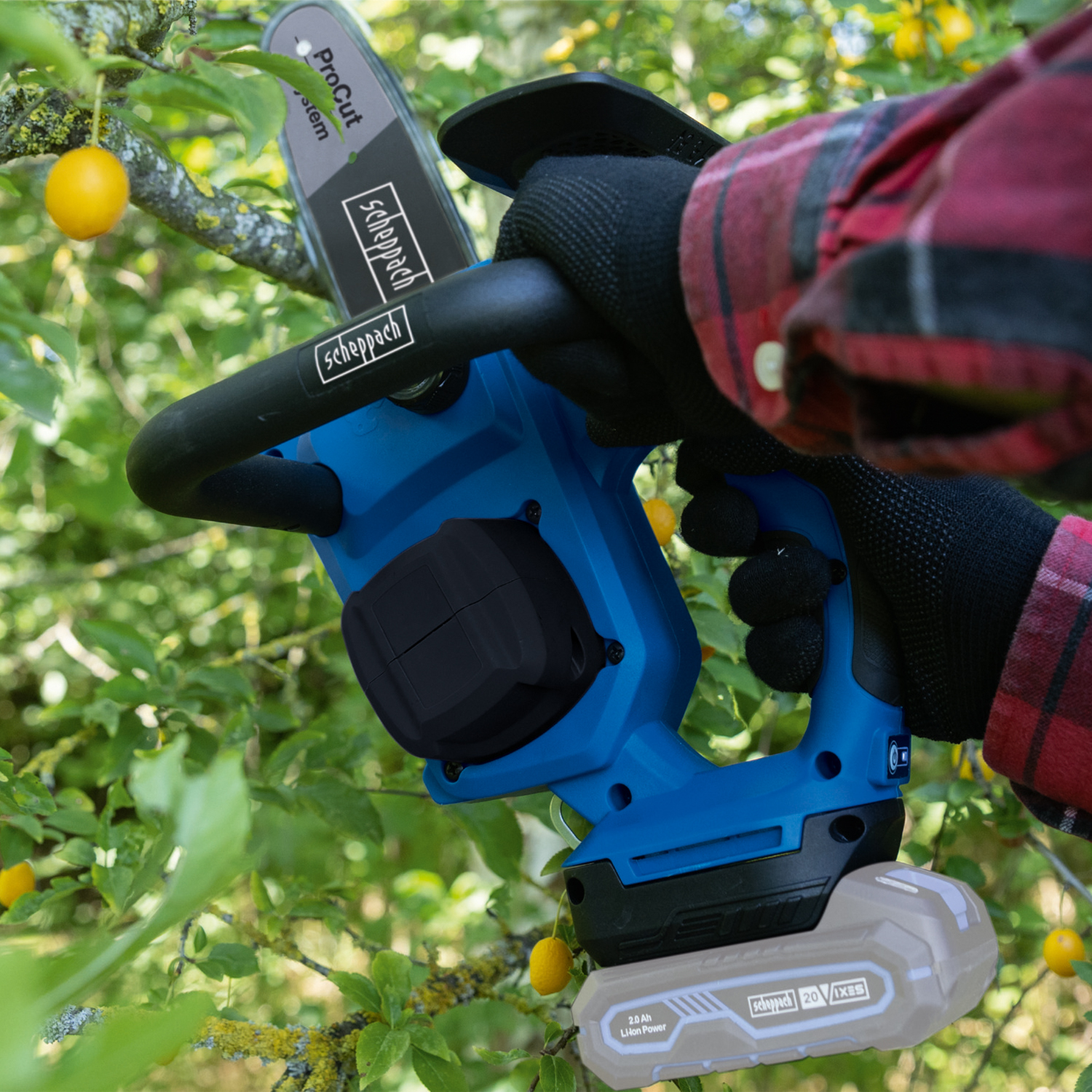 A person using a blue and black Scheppach chainsaw to cut a tree branch with yellow fruit, wearing black gloves and a red plaid shirt.