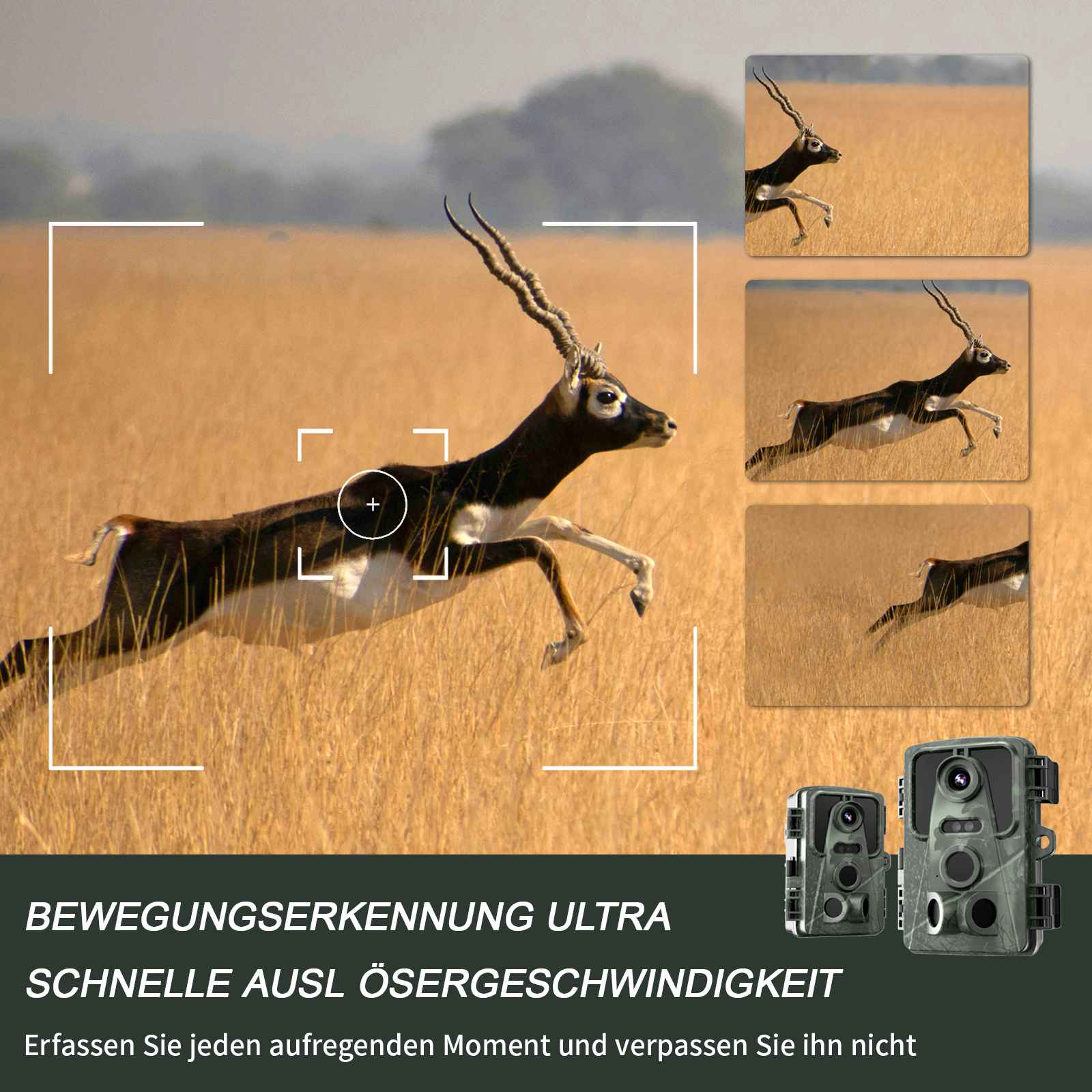 Schwarzbock springt in einem Feld. Mehrere kleinere Bilder des Bocks sind oben rechts. Unten sind zwei Kameras.