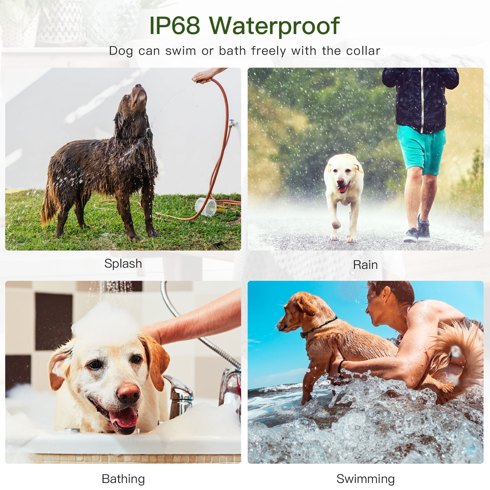 Das Bild zeigt einen Hund, der mit Wasser bespritzt wird, im Regen rennt, badet und im Meer schwimmt.