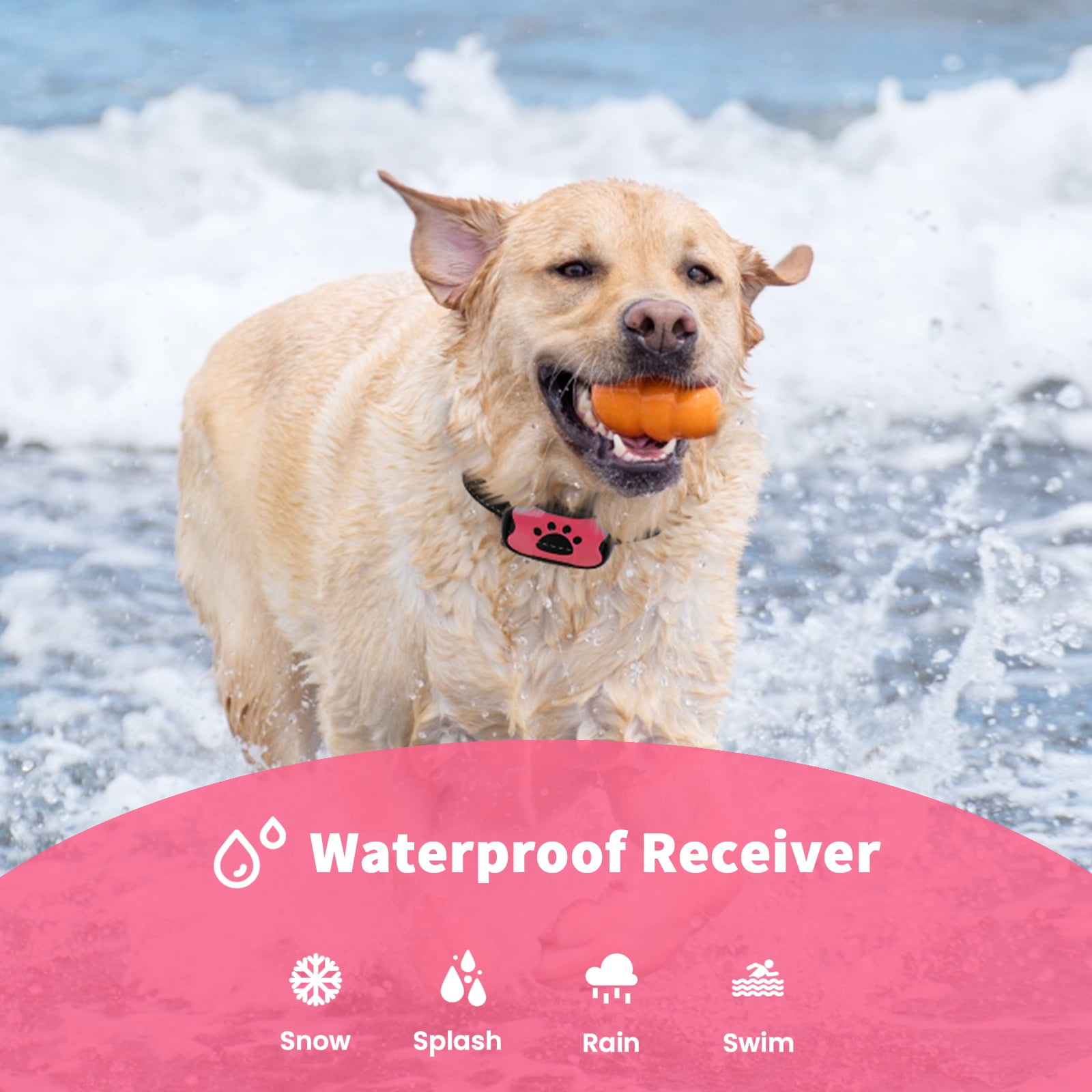 Ein goldener Retriever mit einem orangefarbenen Ball im Maul, der im Wasser planscht. Er trägt ein Halsband mit Pfotenabdruck.