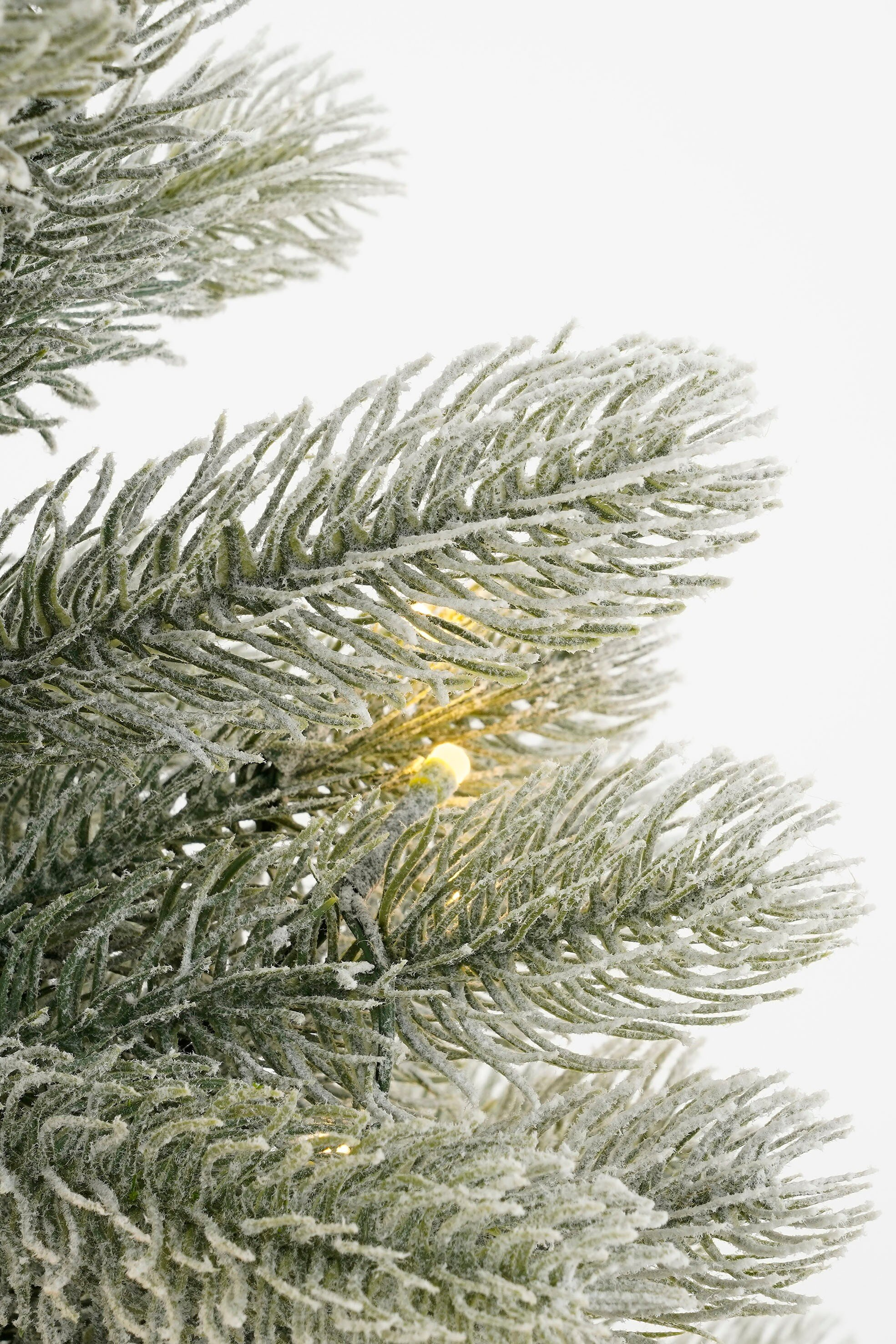 Gros plan d'une branche de sapin givrée, avec de petites lumières. Fond blanc.