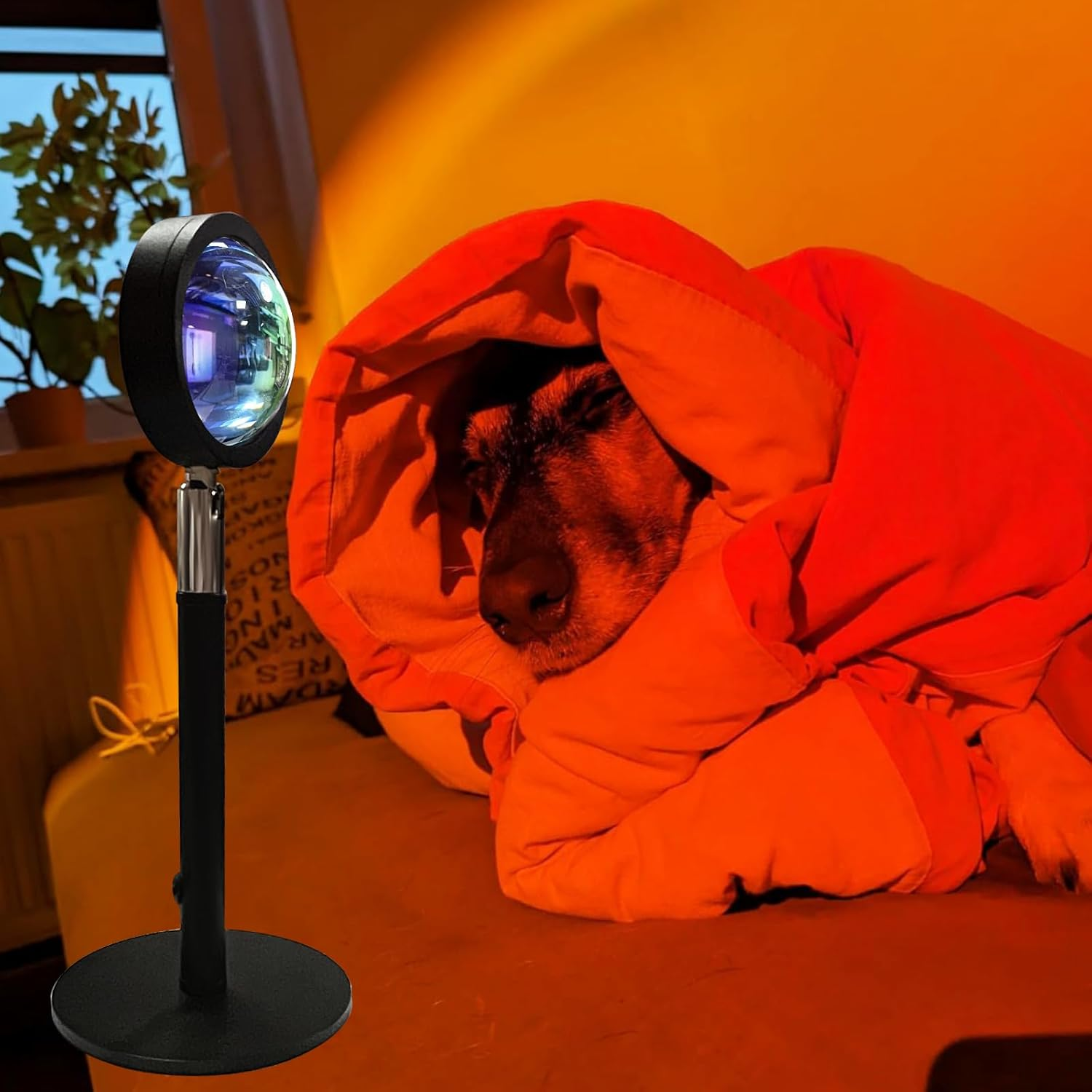 Ein Hund schläft unter einer Decke, die von einer Sonnenuntergangslampe beleuchtet wird. Die Lampe ist schwarz, im Hintergrund sind ein Fenster und Pflanzen.