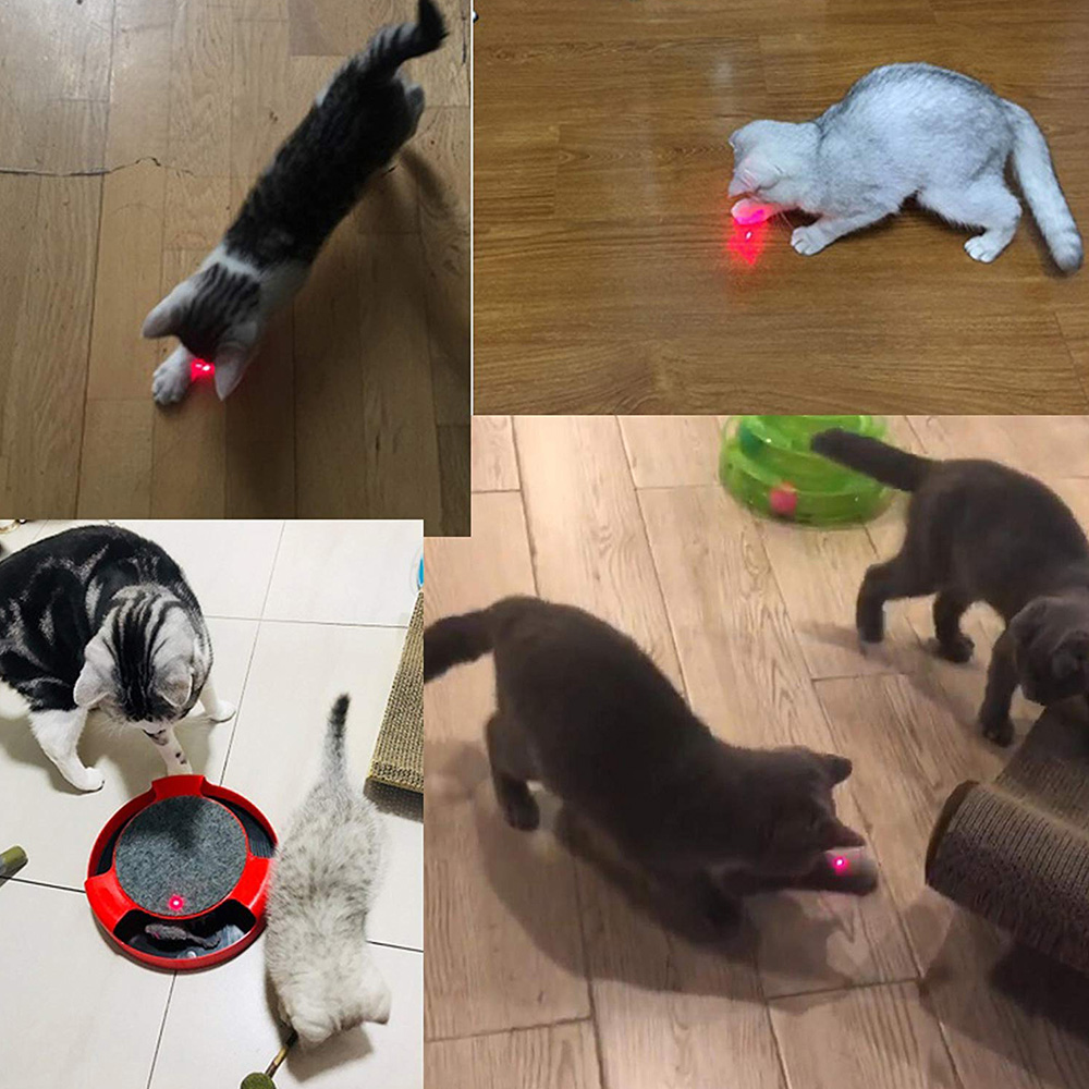 Vier Katzen spielen mit Laserpointern und Spielzeug auf einem Holzboden. Eine Katze ist auf einem Katzenspielzeug.