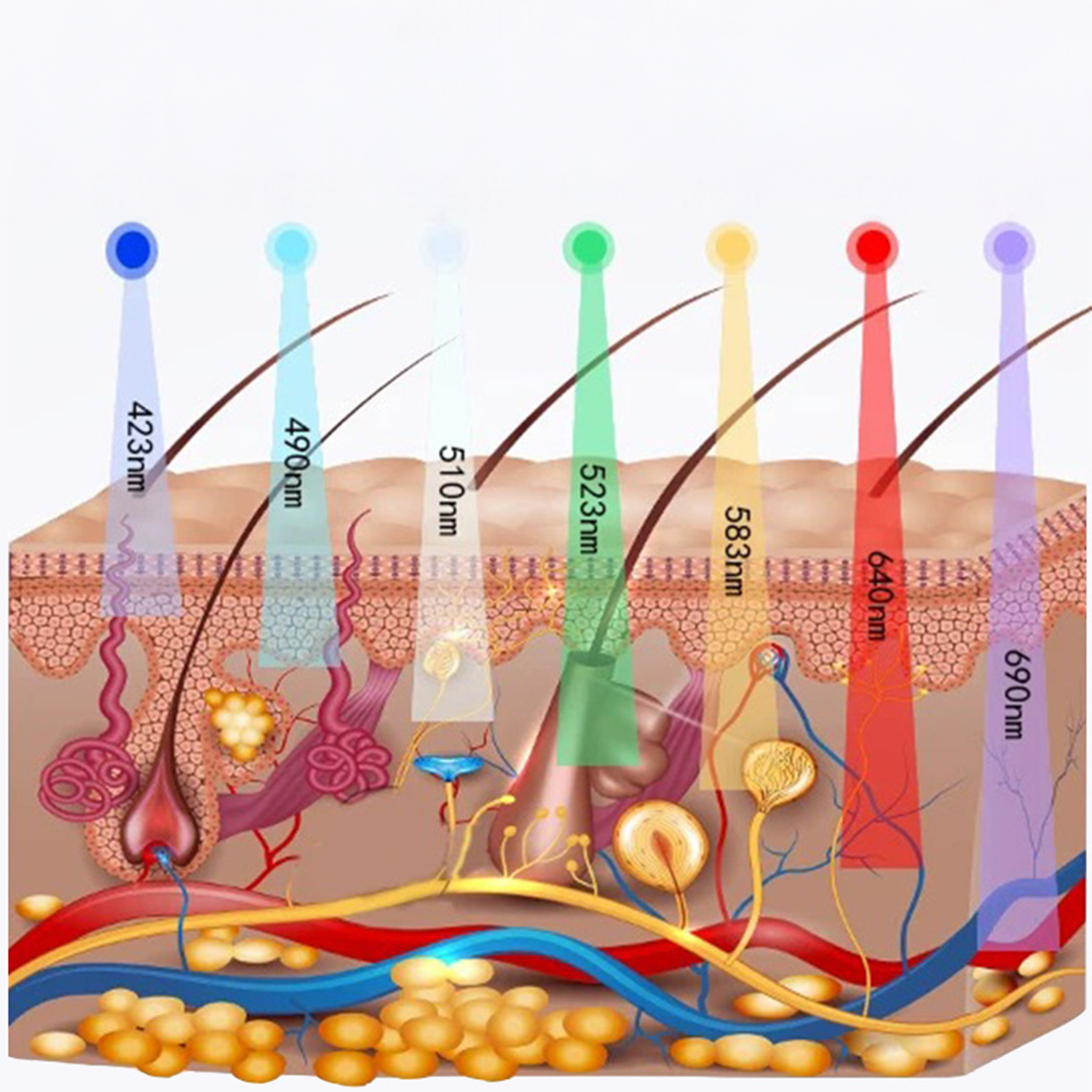 Diagramma degli strati della pelle con fasci di luce colorata a diverse lunghezze d'onda, che illustrano la penetrazione. Include follicoli piliferi, vasi sanguigni e cellule.