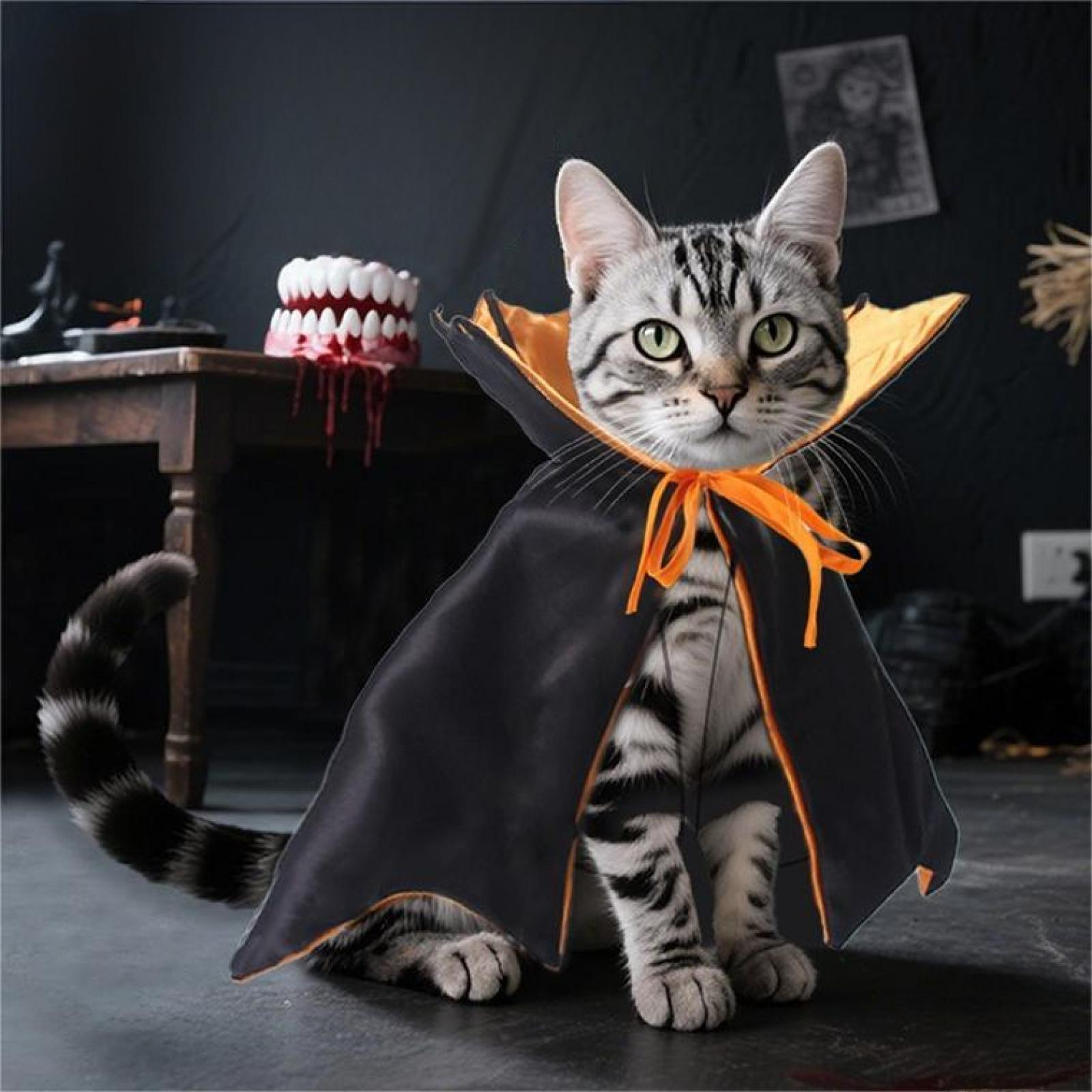 Eine Katze in einem Halloween-Kostüm. Sie trägt einen schwarzen Umhang mit orangefarbenem Besatz und eine Schleife. Ein falscher Satz Zähne ist im Hintergrund.