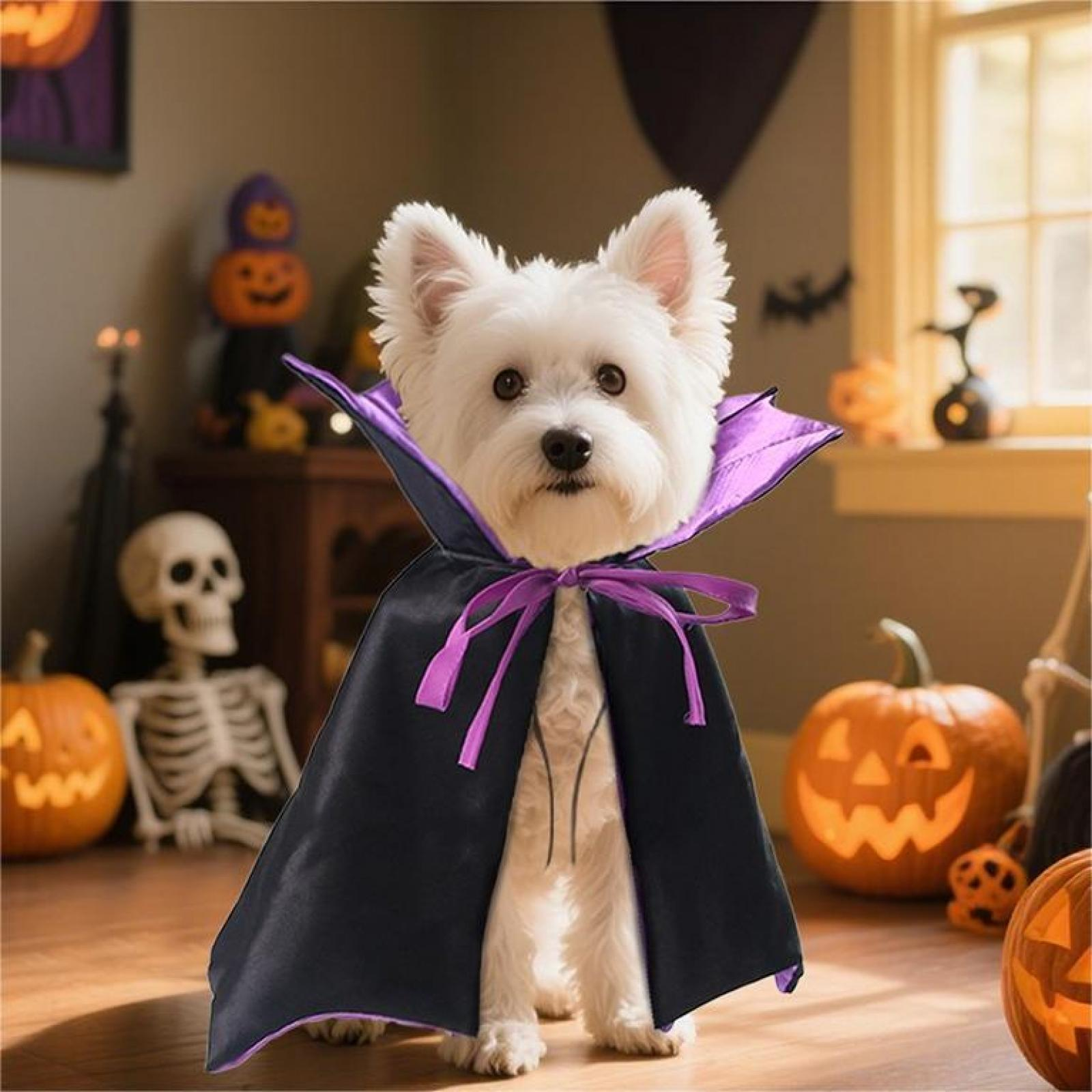 Ein weißer Hund trägt einen schwarz-violetten Umhang, umgeben von Halloween-Dekorationen wie Kürbissen und einem Skelett.