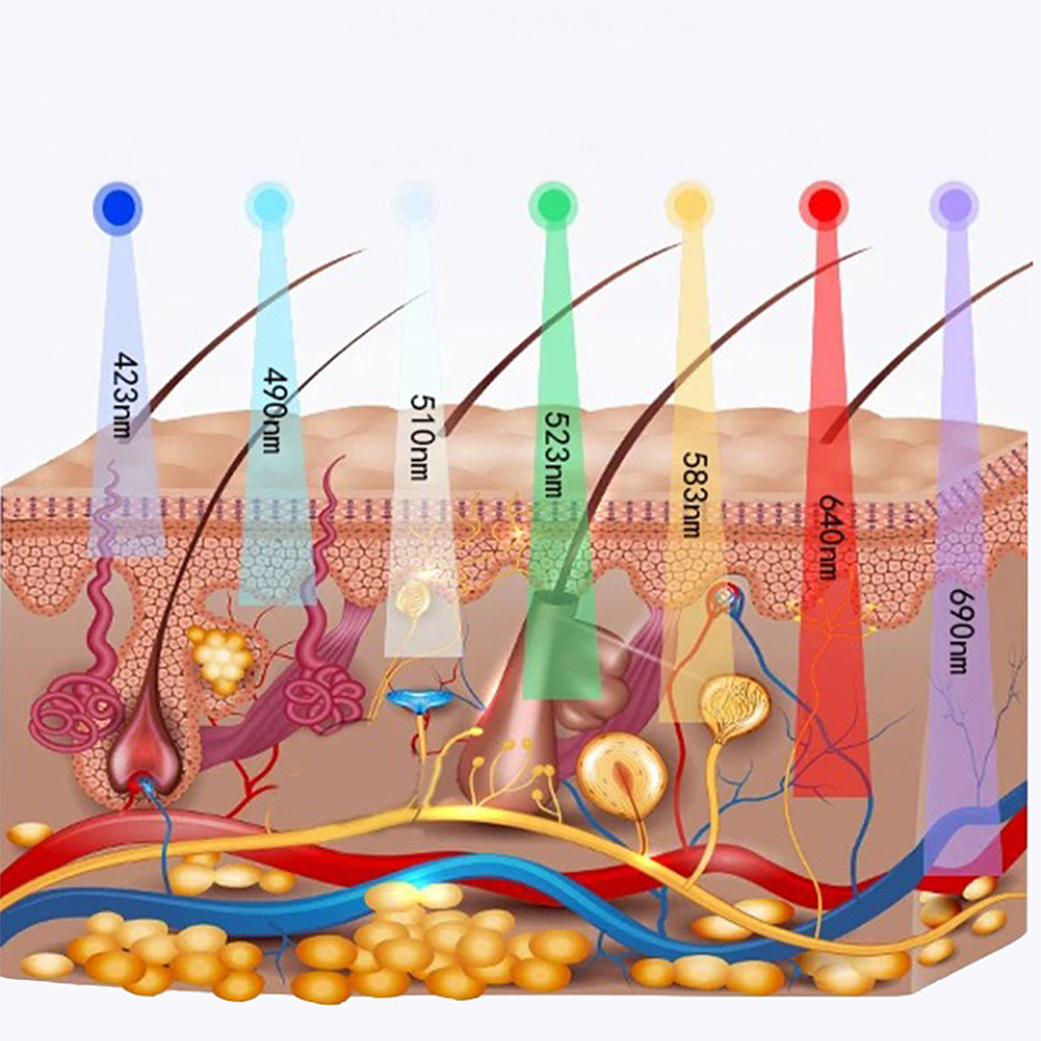 Diagramma degli strati della pelle con fasci di luce colorata e lunghezze d'onda. Mostra follicoli piliferi, vasi sanguigni e cellule.
