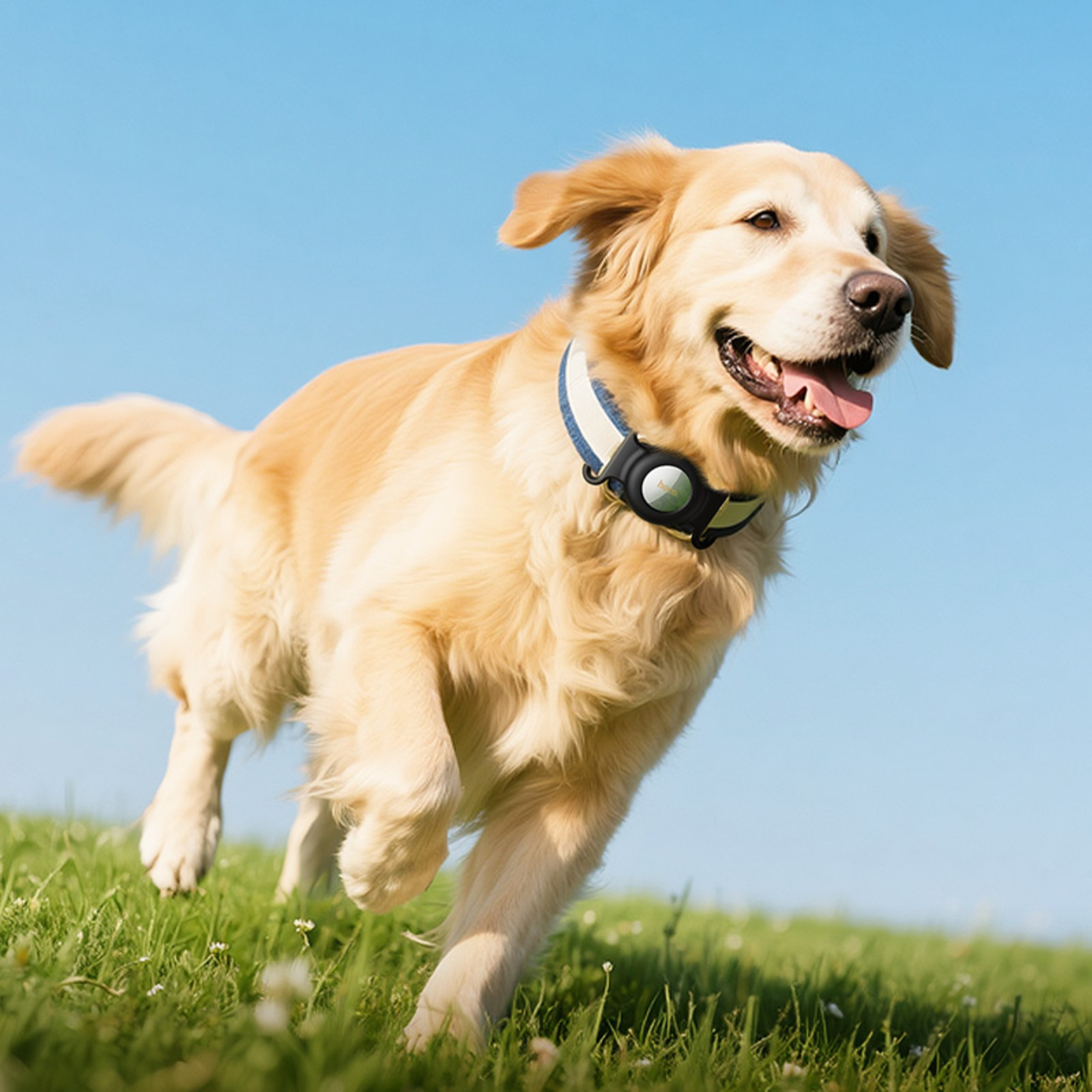 Ein goldener Retriever rennt auf Gras unter blauem Himmel. Er trägt ein Halsband mit einem Tracker.
