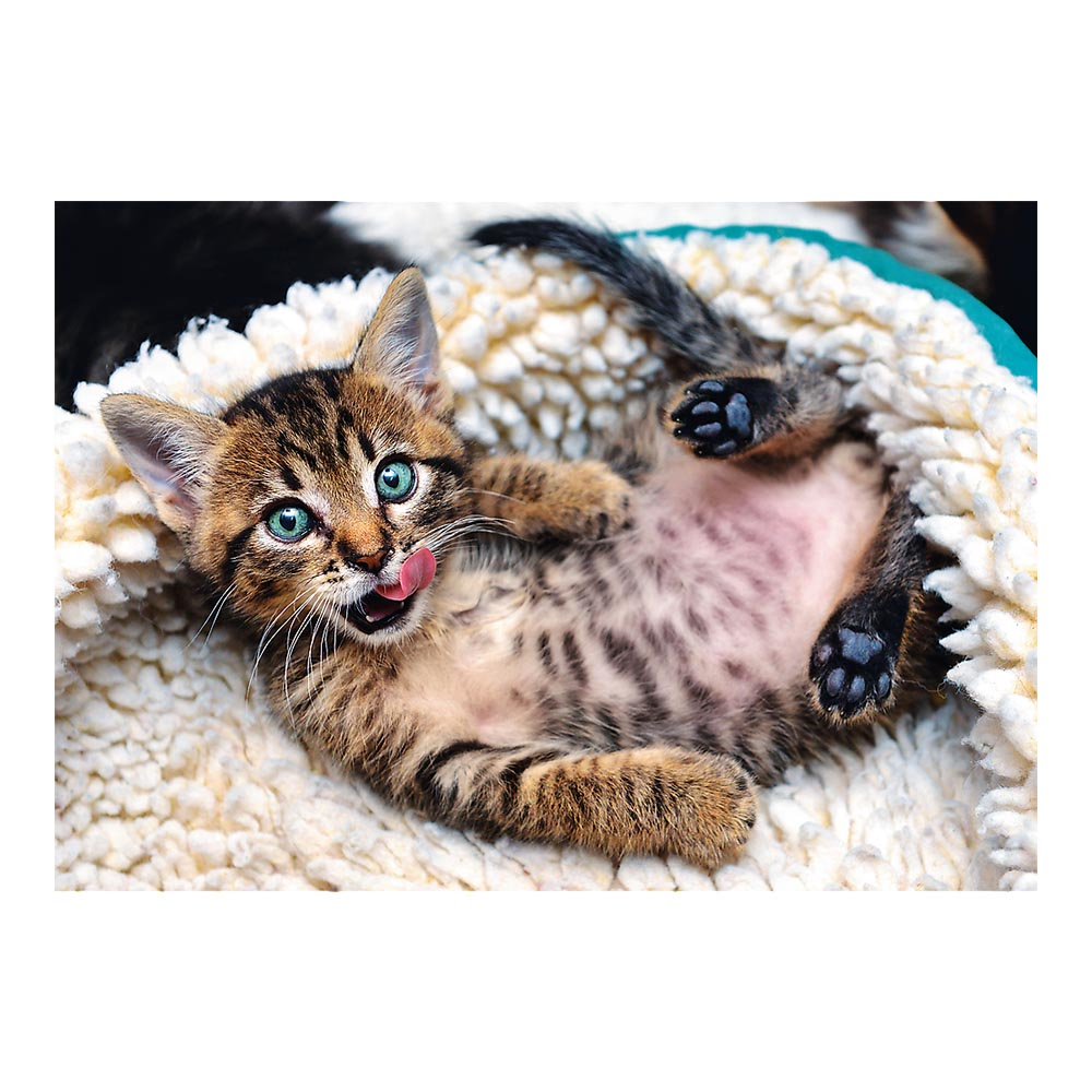 Pręgowany kociak z niebieskimi oczami liże nos, leżąc na plecach w puszystym białym łóżku.