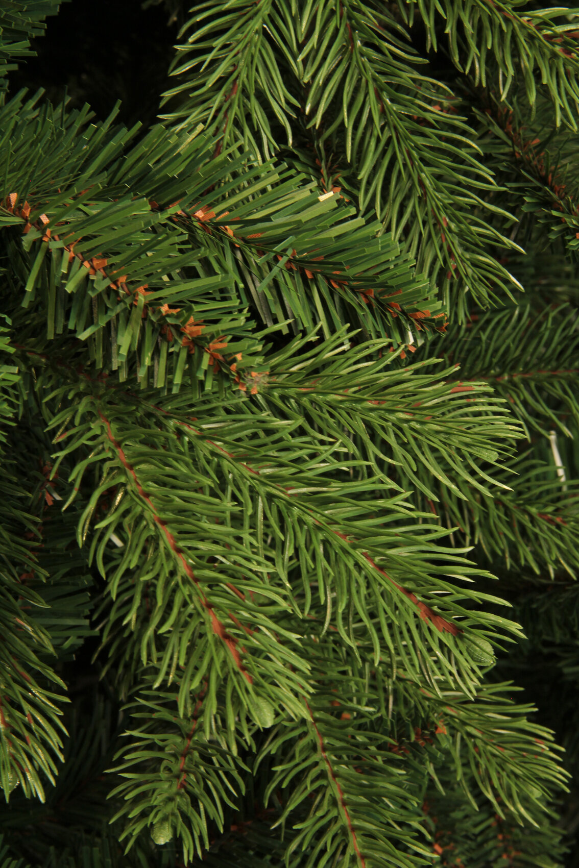 Gros plan sur un sapin de Noël vert. Les aiguilles sont denses et vert foncé, avec des tiges brun rougeâtre. L'arrière-plan est sombre.