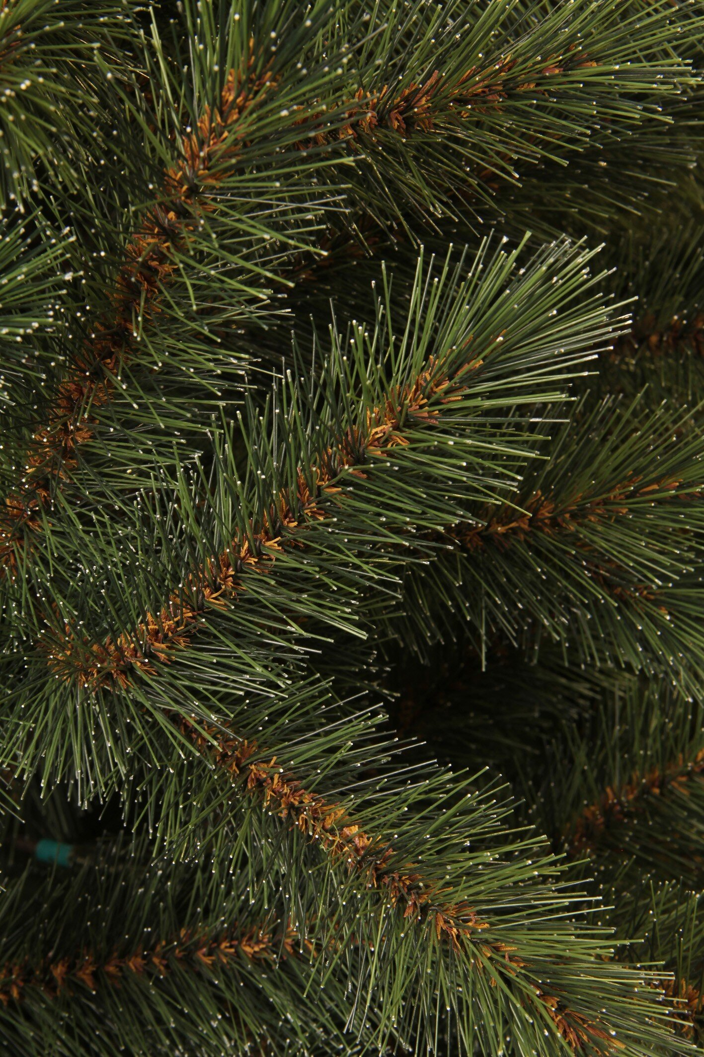 Gros plan sur un pin vert. Les aiguilles sont longues et fines, avec des branches brunes et de petits points blancs.