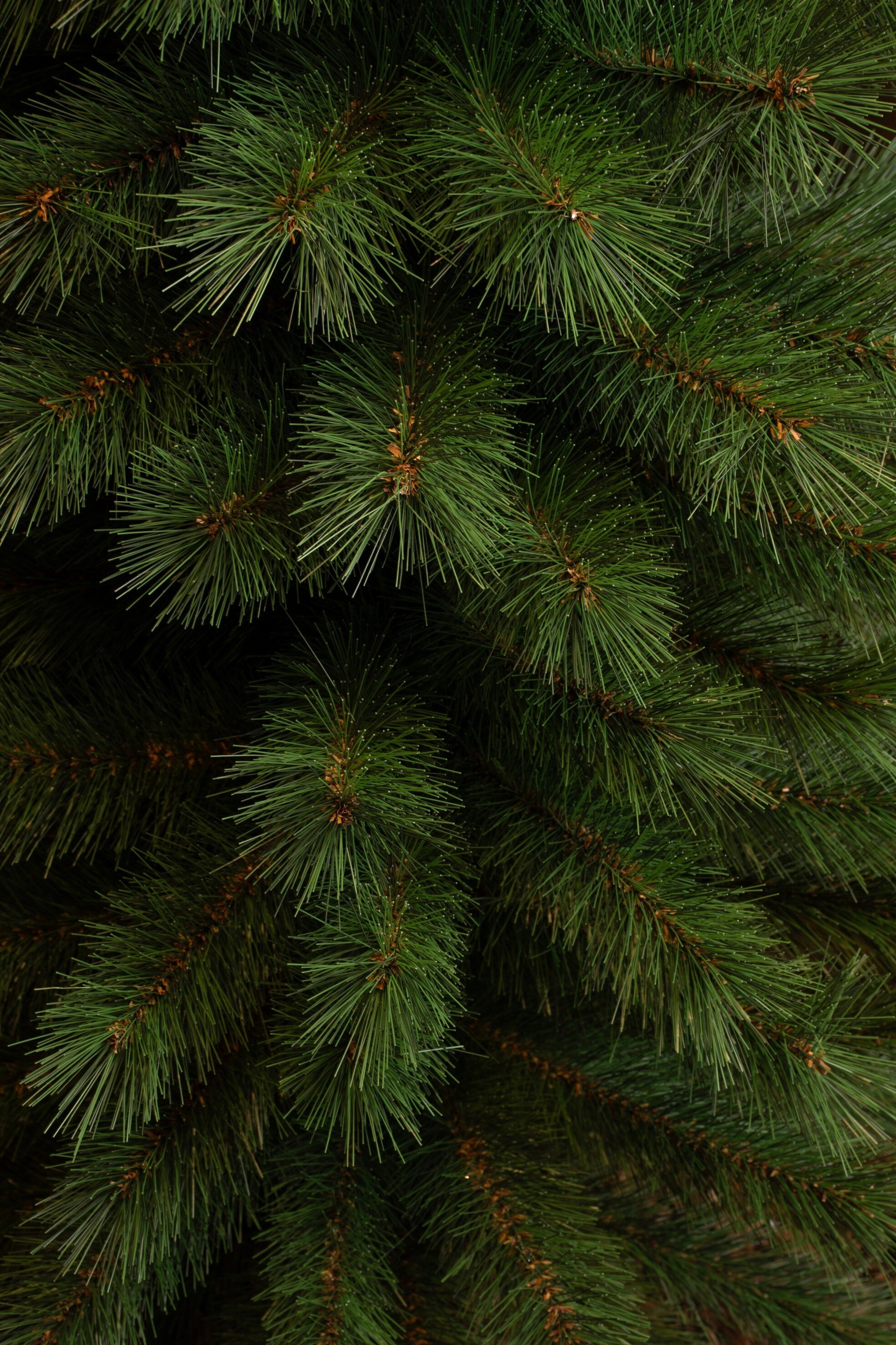 Gros plan sur des aiguilles et des branches de pin vertes. Les aiguilles sont longues et fines, avec des tiges brunes.