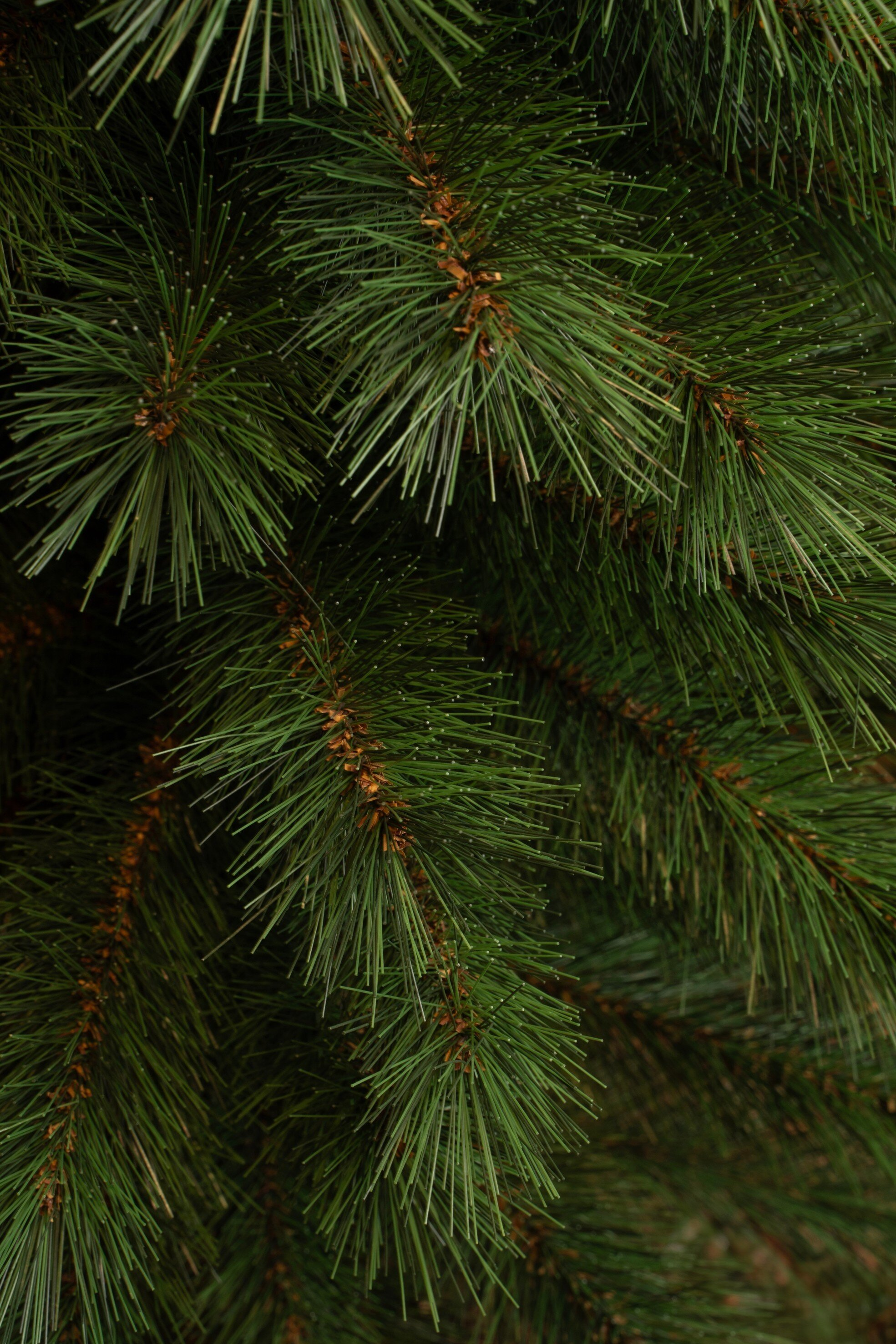 Gros plan d'aiguilles de pin vertes avec des branches brunes. Les aiguilles sont longues et fines, fond sombre.