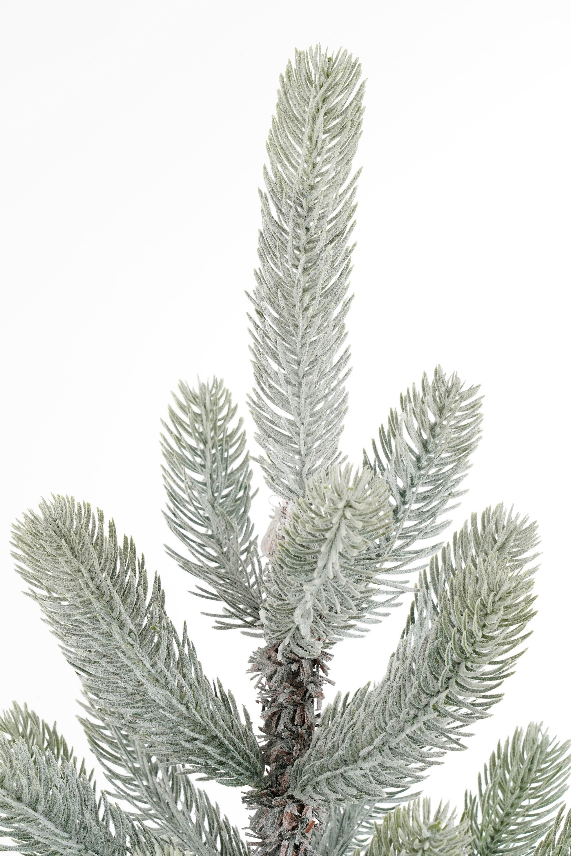 Gros plan d'une branche de sapin givrée sur fond blanc.