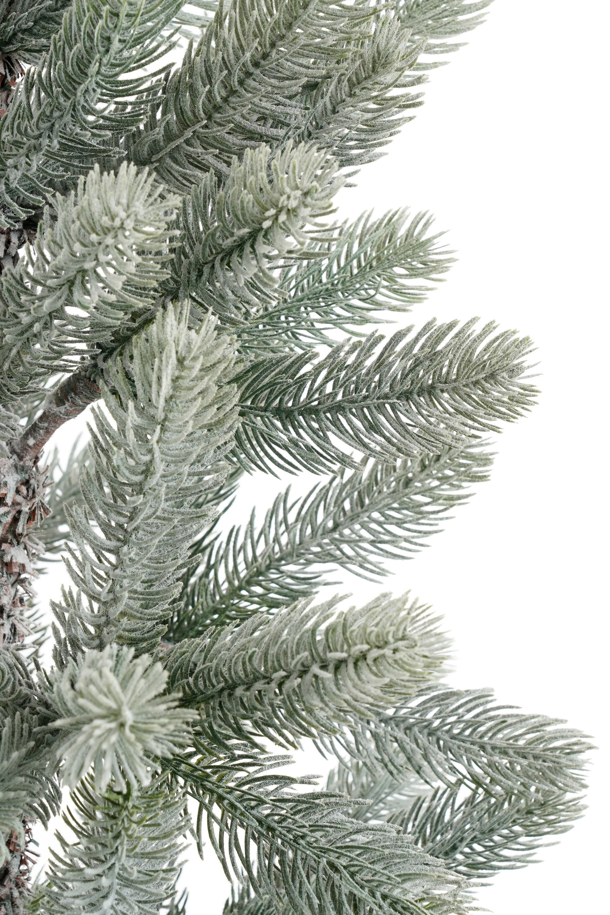 Gros plan de branches de sapin givrées sur fond blanc. Aiguilles vertes avec givre blanc.