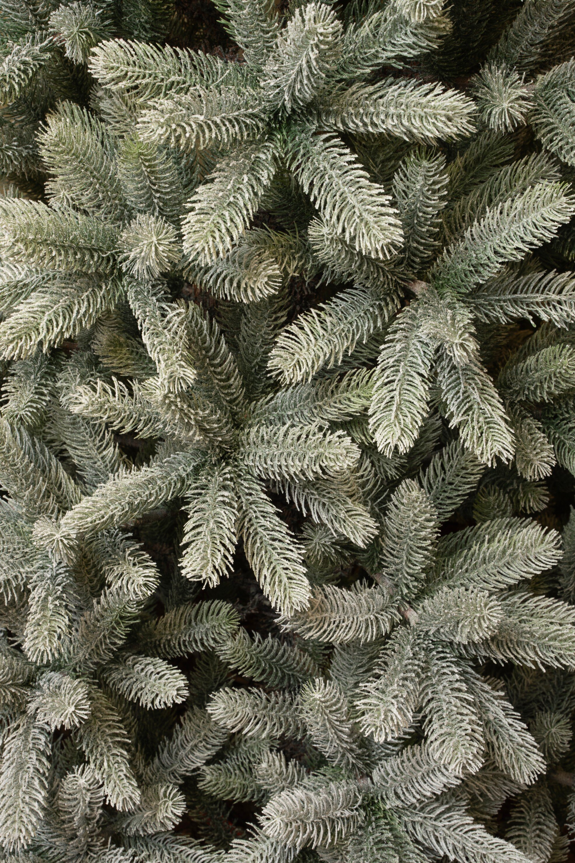 Gros plan d'aiguilles de pin vertes givrées. Les aiguilles sont recouvertes d'une substance blanche et poudreuse. On dirait un sapin de Noël.