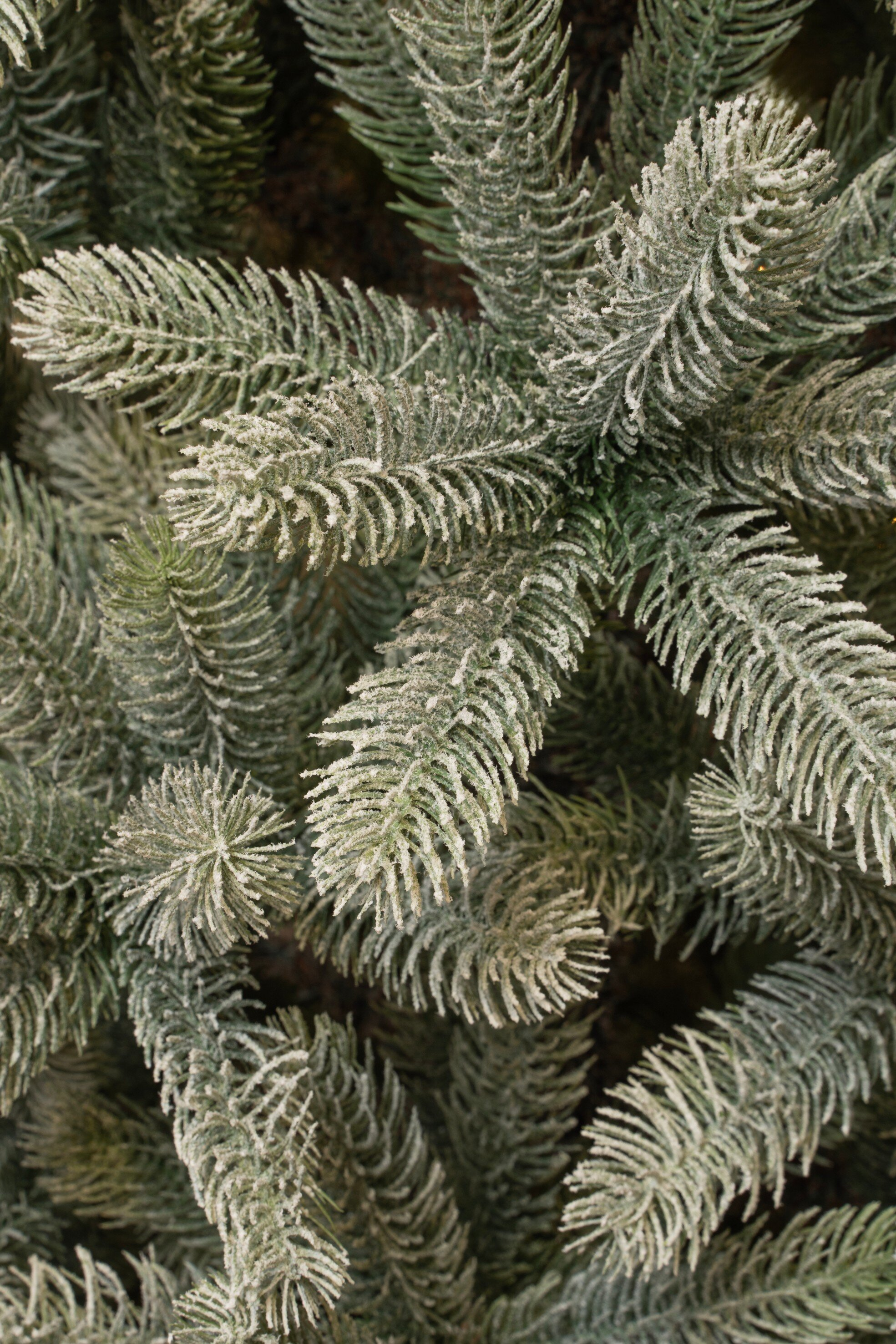 Gros plan de branches de conifères givrées. Le givre blanc recouvre les aiguilles. Le fond est brun foncé.
