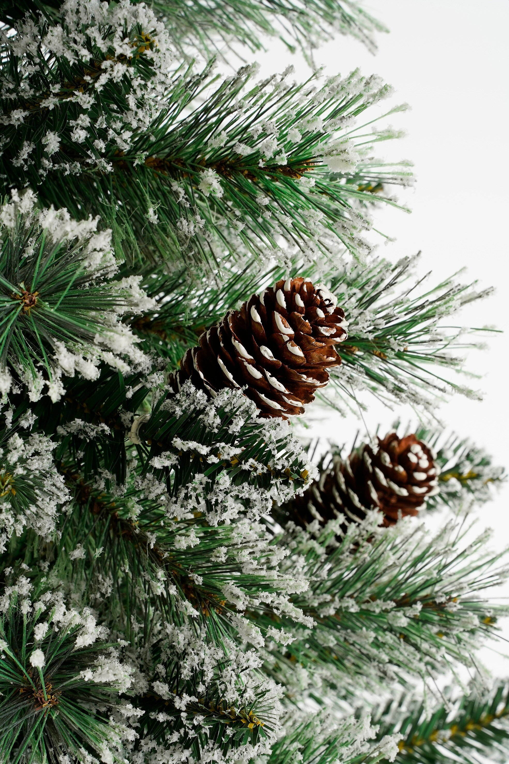 Gros plan d'une branche de sapin de Noël avec des pommes de pin et du givre blanc. Aiguilles vertes, cônes bruns et fond blanc.
