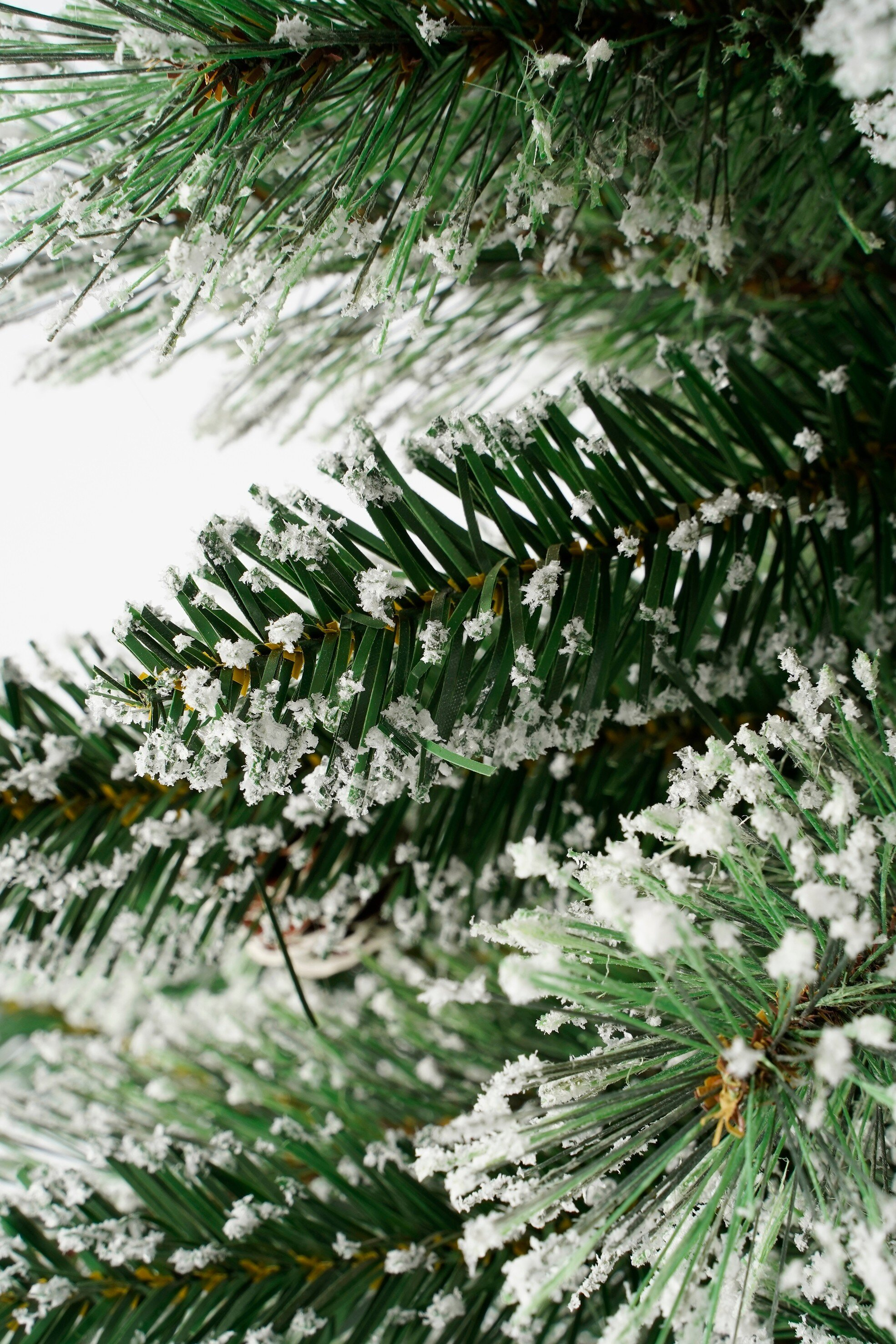 Gros plan d'une branche de pin givrée. Les aiguilles vertes sont saupoudrées de blanc, créant une esthétique hivernale.