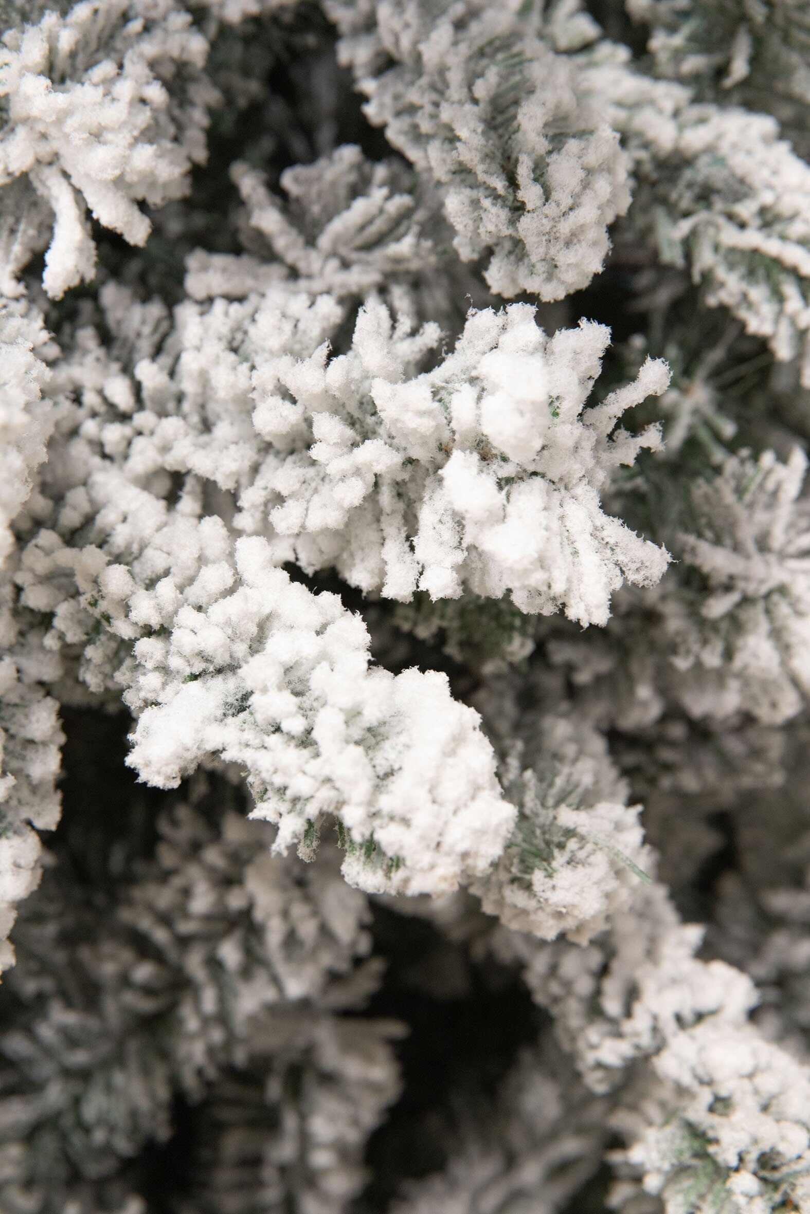 Gros plan sur un sapin de Noël enneigé. La neige blanche recouvre les aiguilles vertes, créant une scène hivernale.
