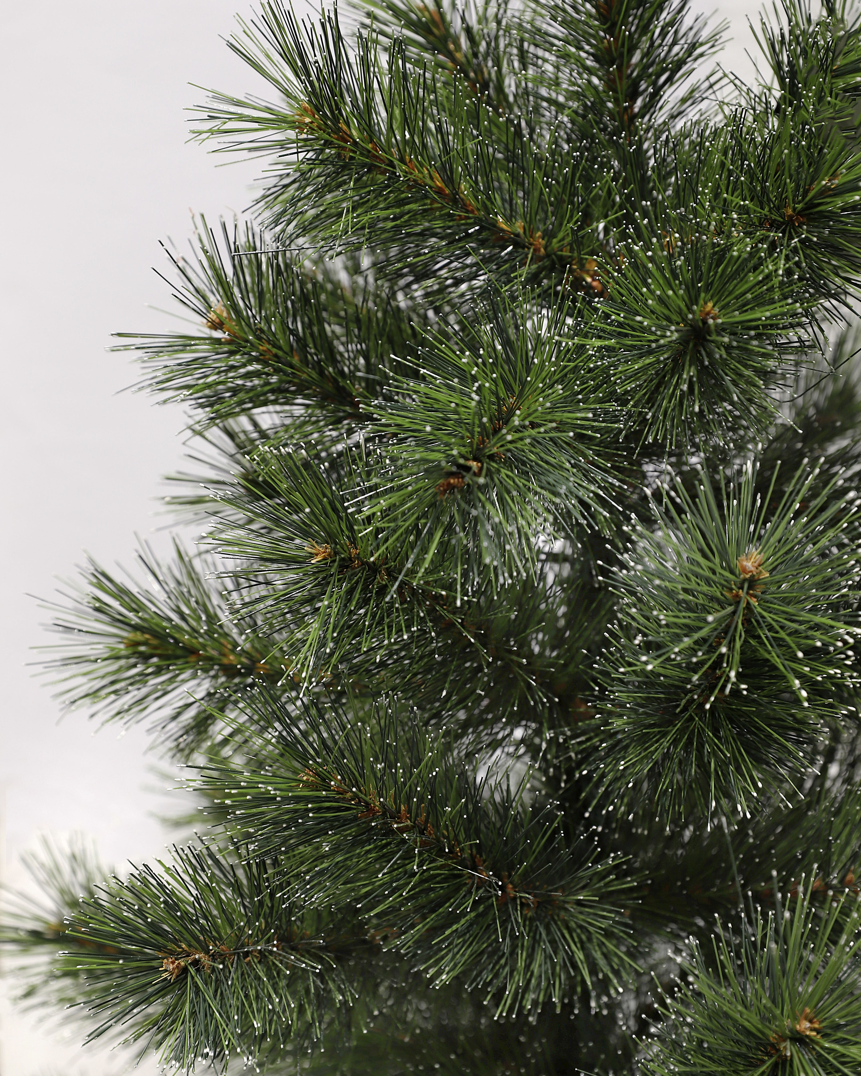 Gros plan sur un sapin de Noël vert avec des accents blancs sur les aiguilles, sur fond blanc. Les branches sont denses.