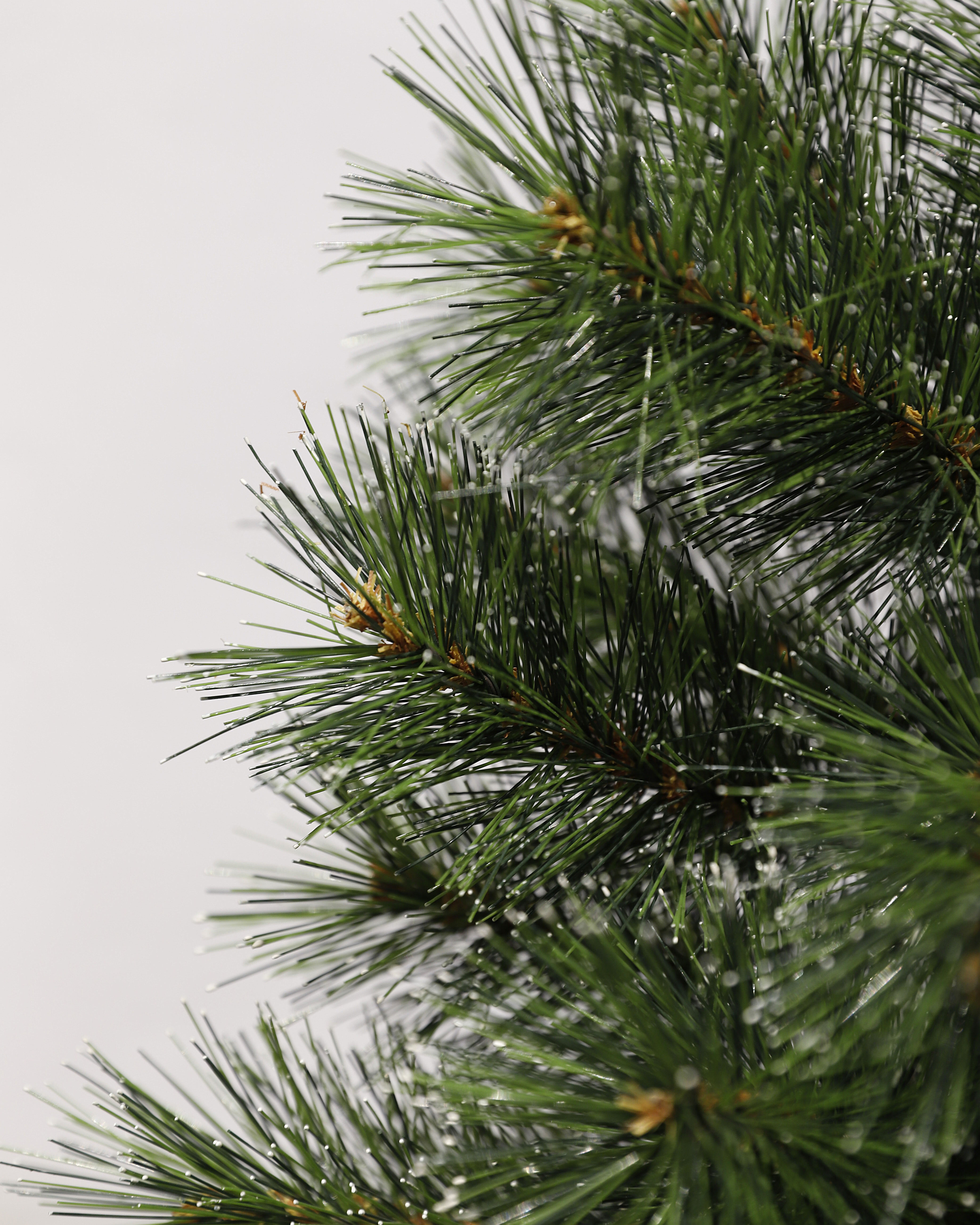 Gros plan d'aiguilles de pin vertes avec des mouchetures blanches sur fond blanc. Branches visibles.