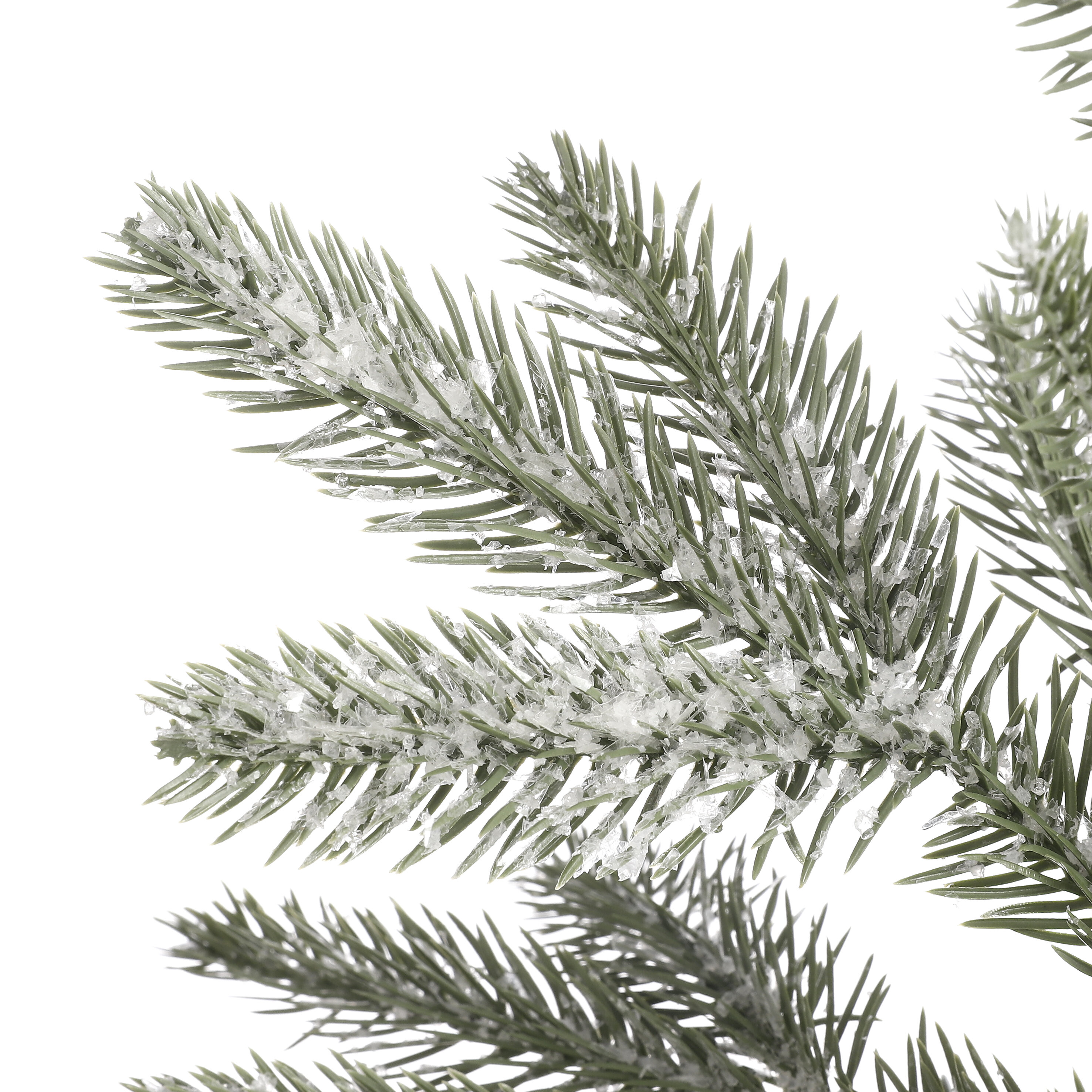 Gros plan d'une branche de pin verte givrée avec des accents blancs cristallins. Fond blanc.