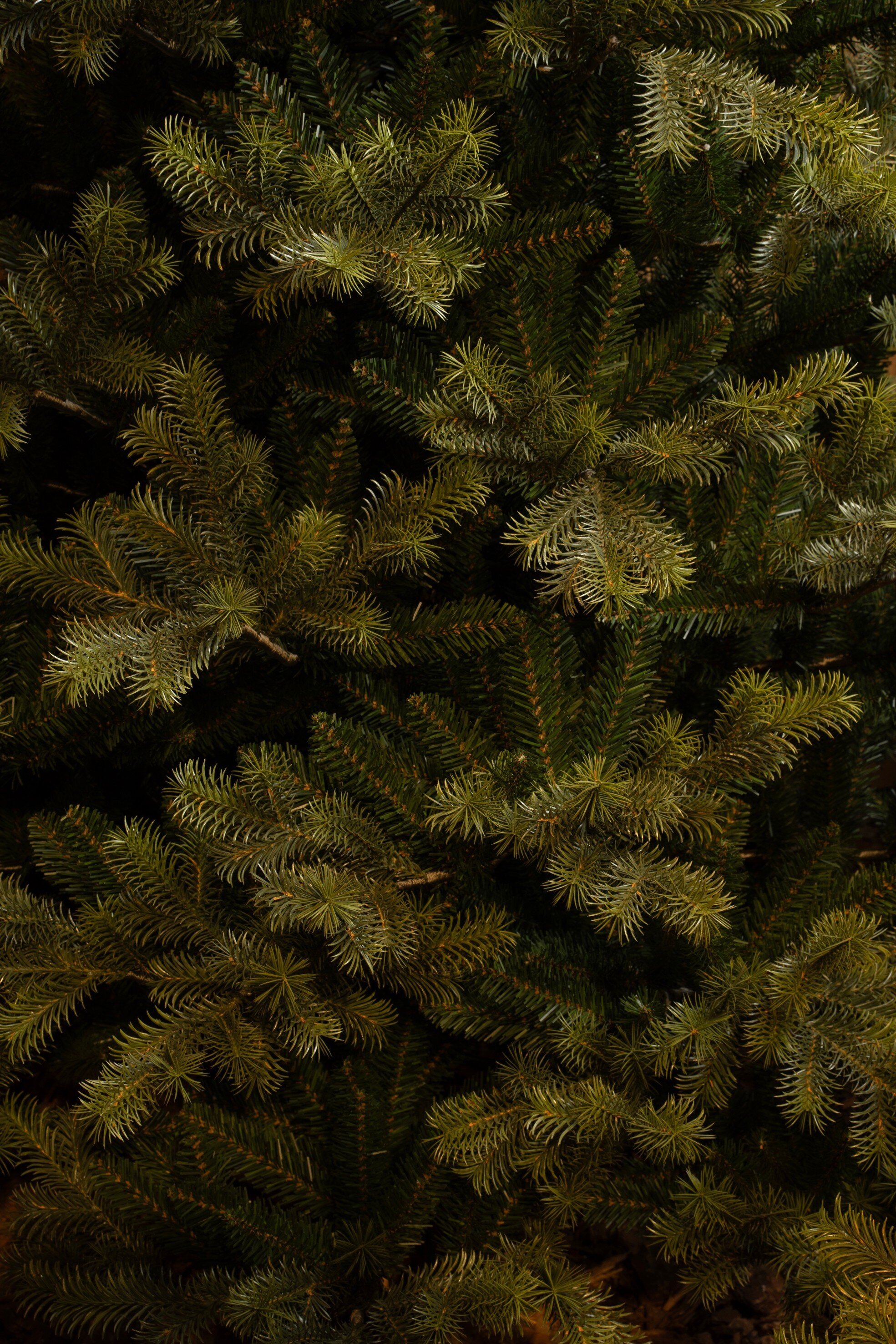 Gros plan sur un sapin vert. Les aiguilles sont denses et superposées, remplissant le cadre. L'éclairage crée des ombres.