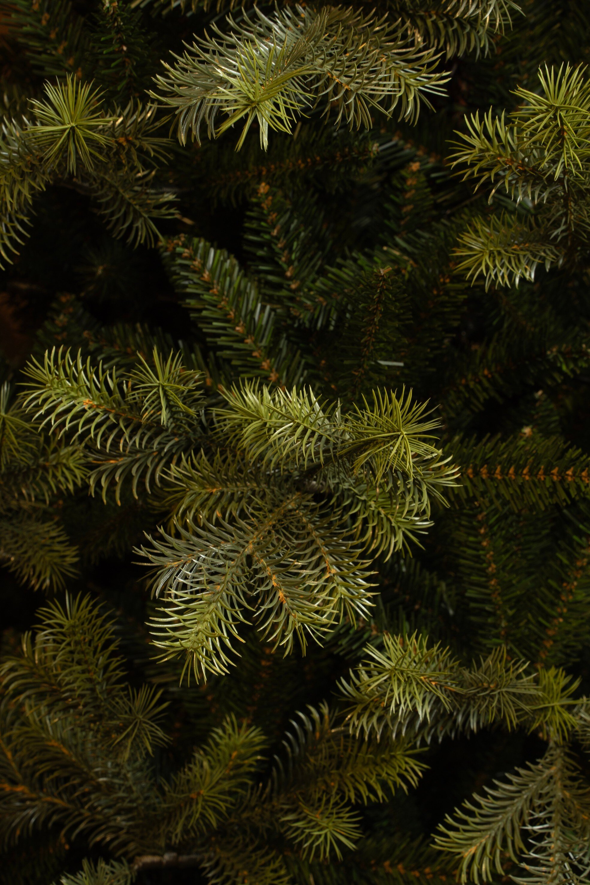 Gros plan sur un sapin vert. Aiguilles et branches sont visibles. Le fond est sombre.