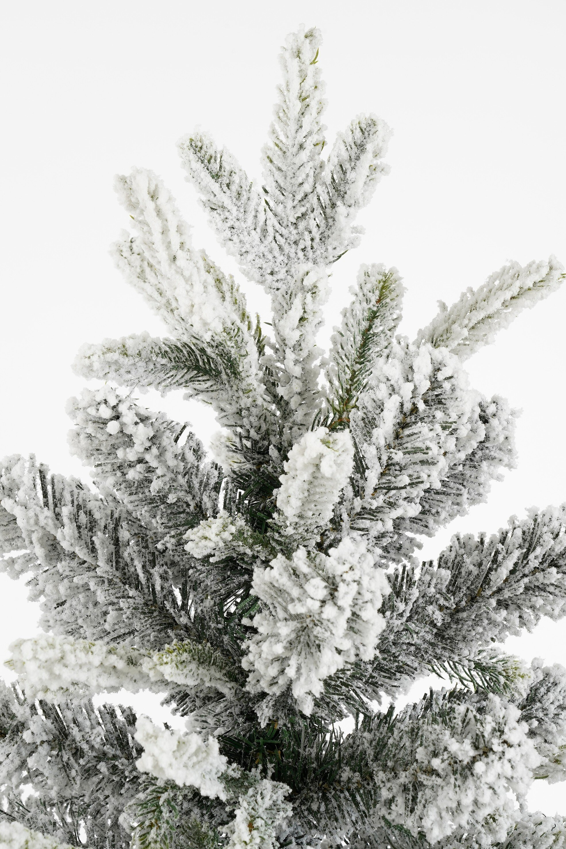 Gros plan sur un sapin de Noël enneigé sur fond blanc.
